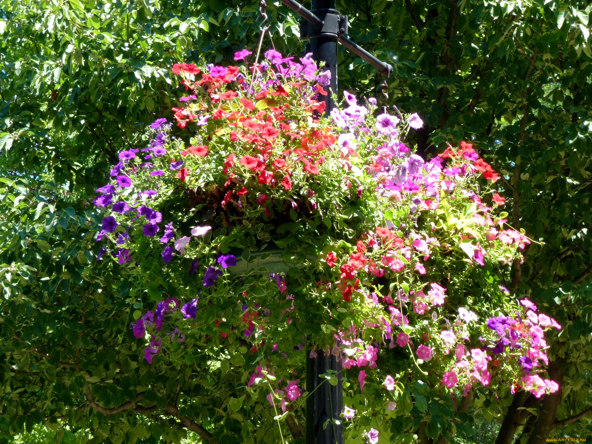 цветы, петунии, калибрахоа, петунья