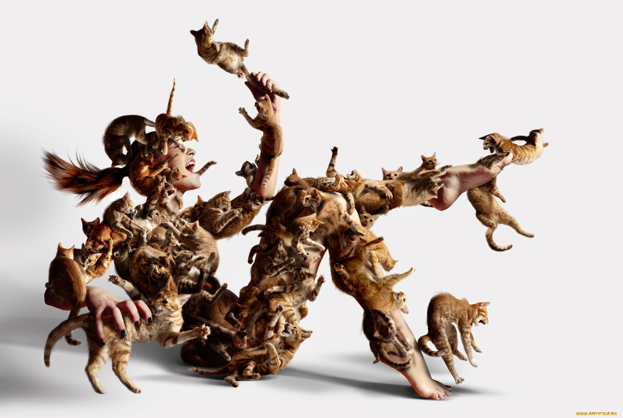 юмор, приколы, нападение, кошки, девушка