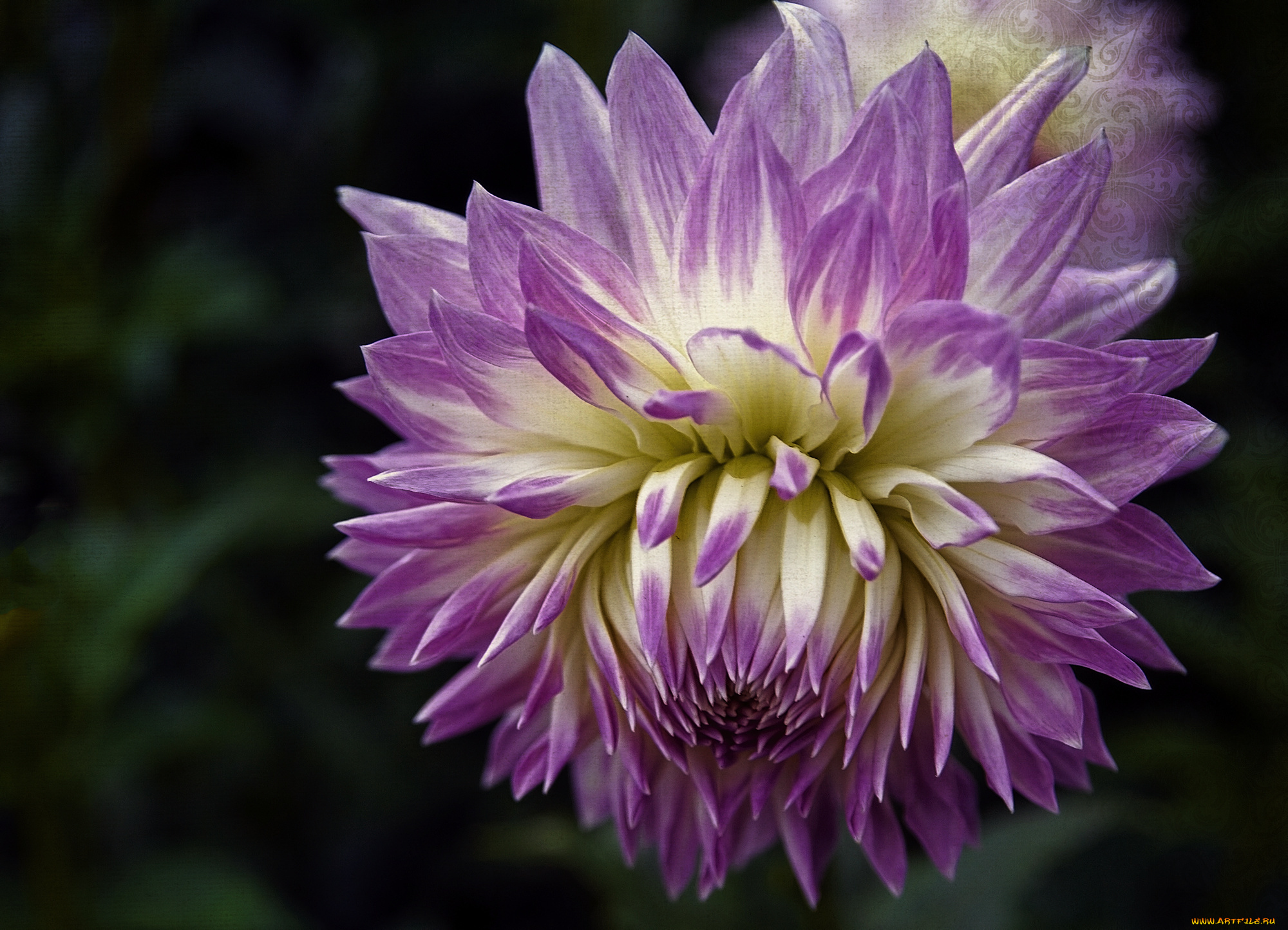 цветы, георгины, бутон