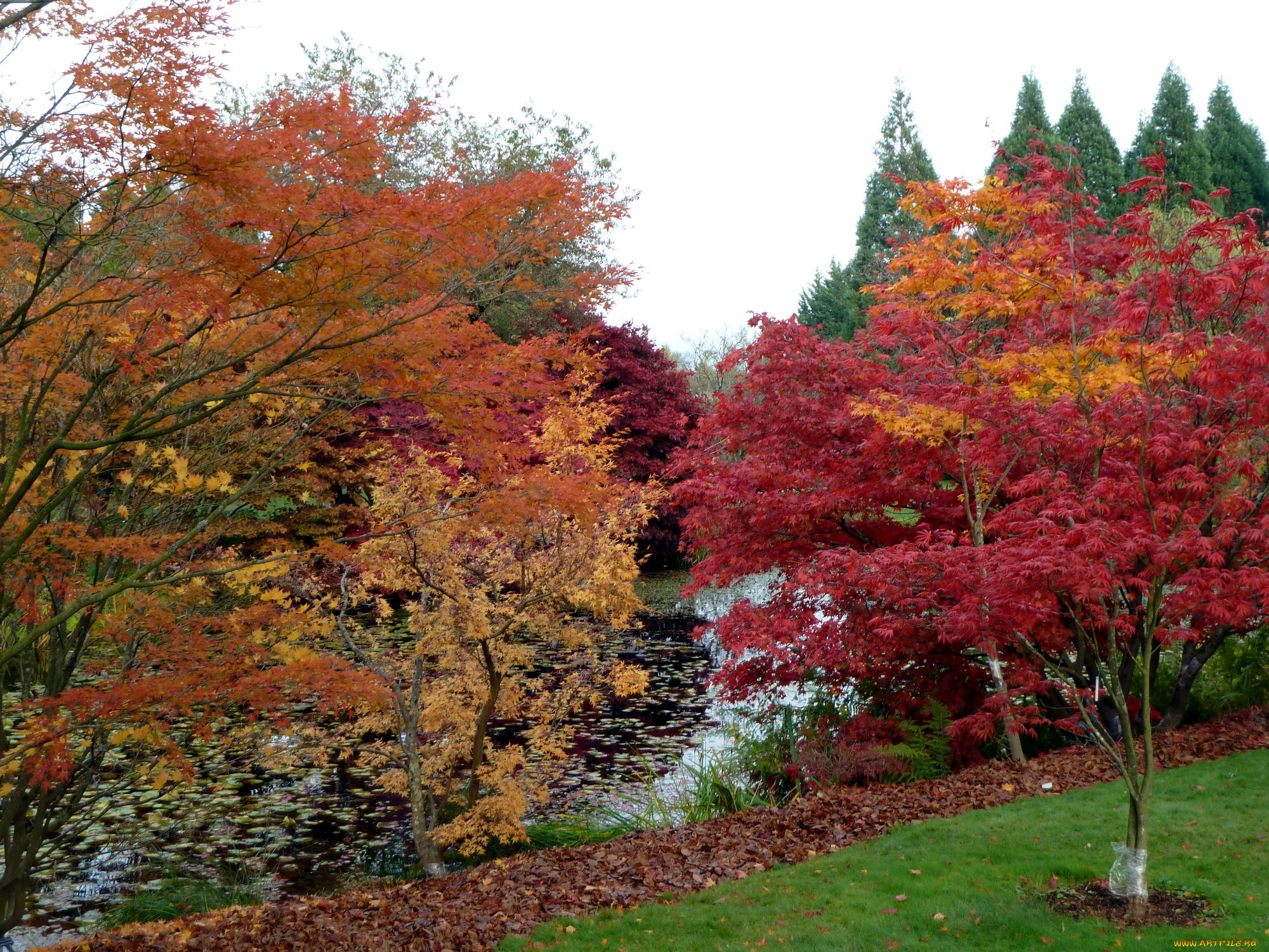 vandusen, botanical, garden, vancouver, канада, природа, парк, растения, река, тропинка