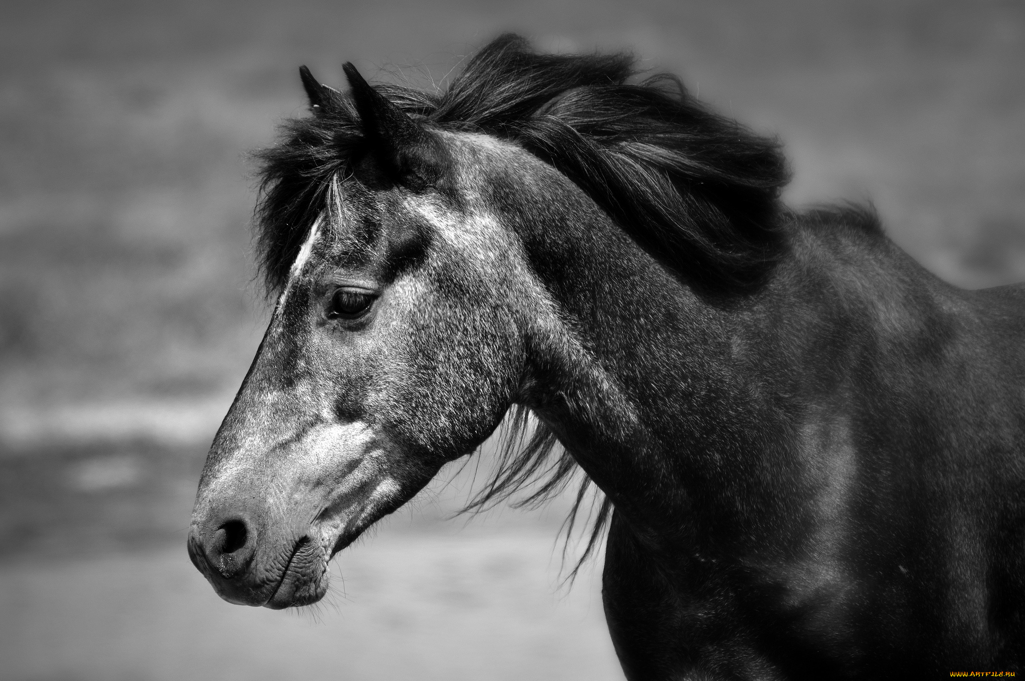 животные, лошади, морда, грива