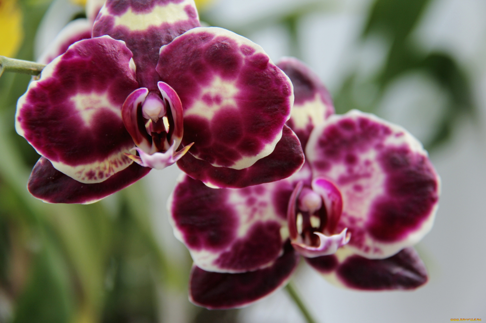 цветы, орхидеи, экзотика, пятнистый