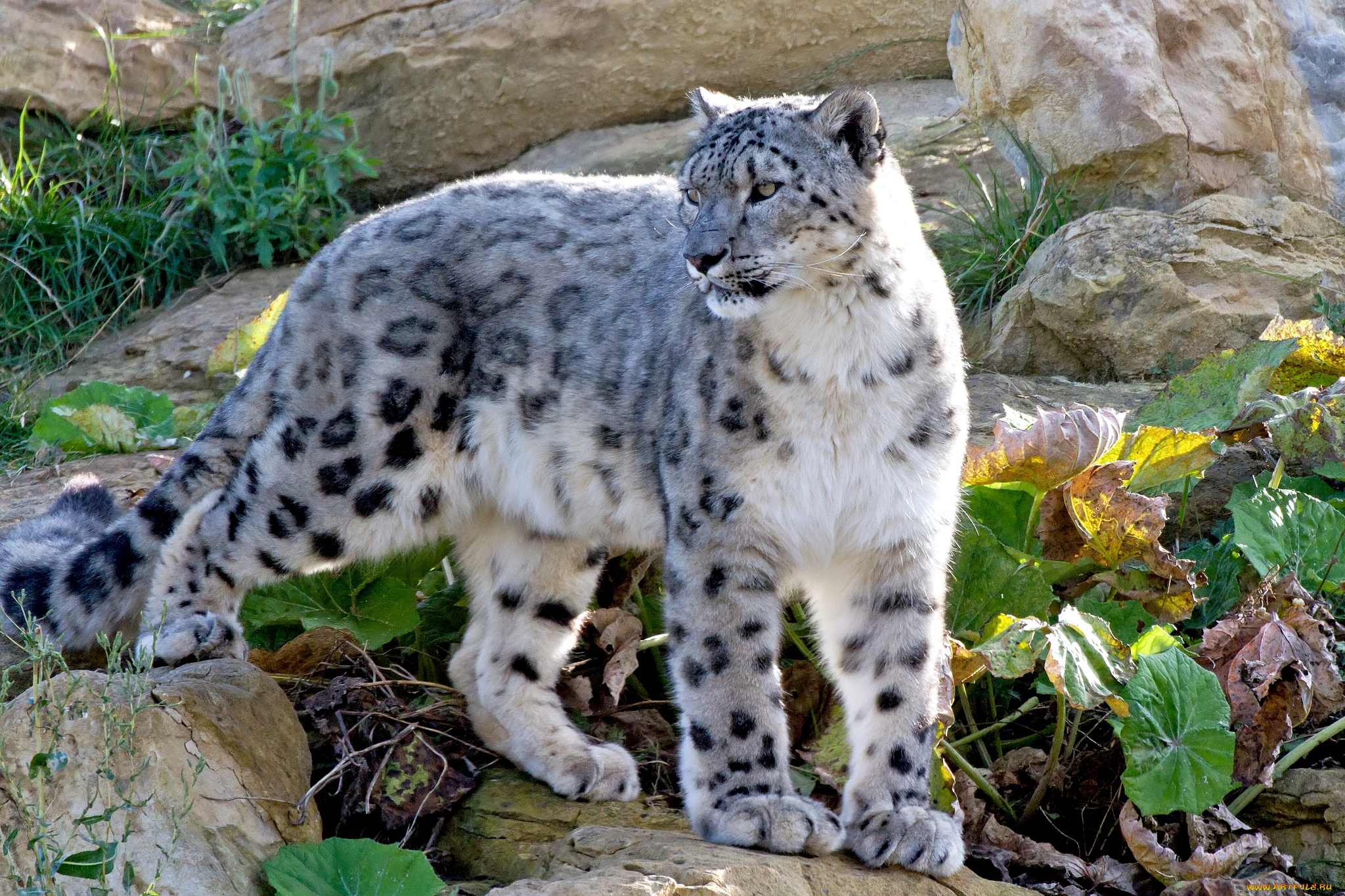 животные, снежный, барс, ирбис, хищник