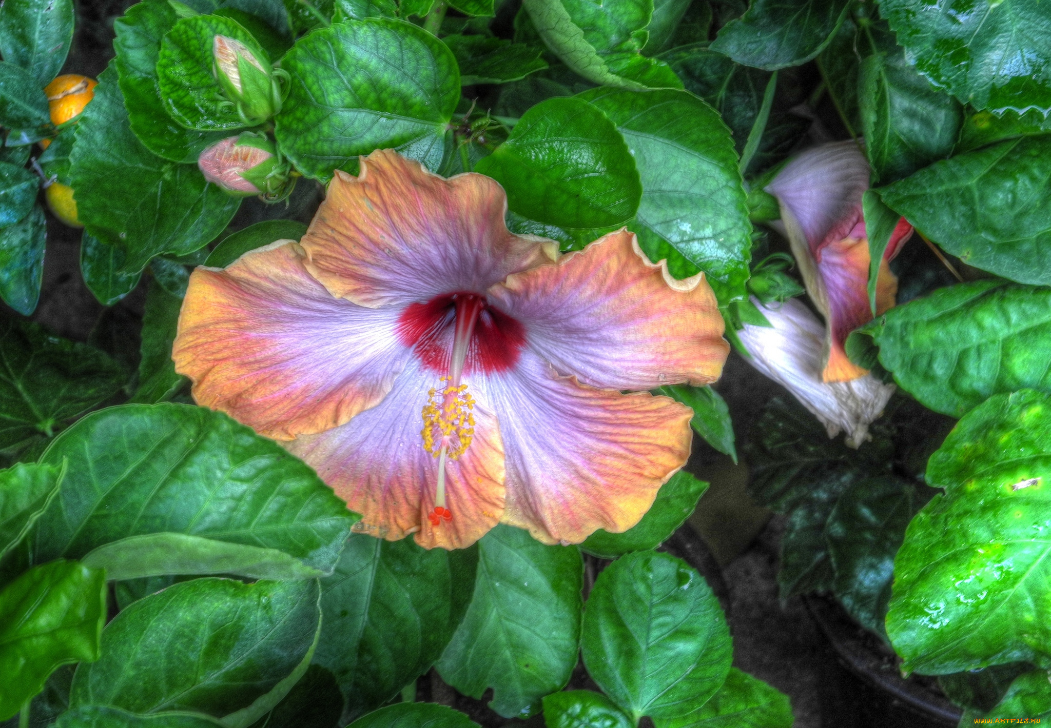 цветы, гибискусы, экзотика