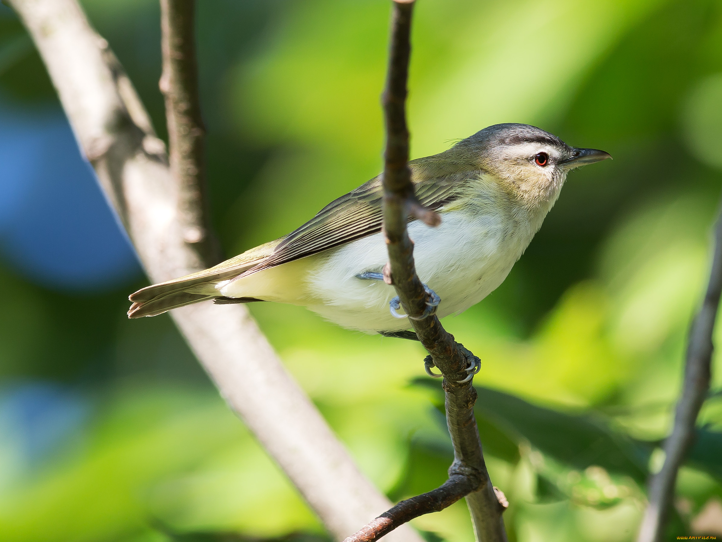 животные, птицы, ветка, red-eyed, vireo