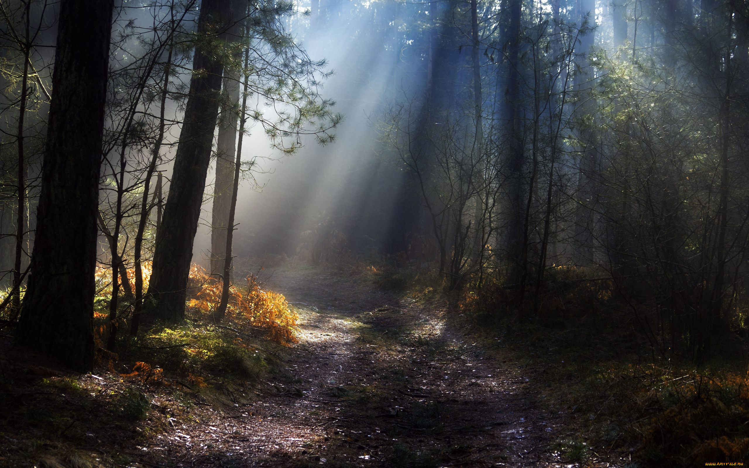 природа, лес, лучи, стволы, дорога, свет