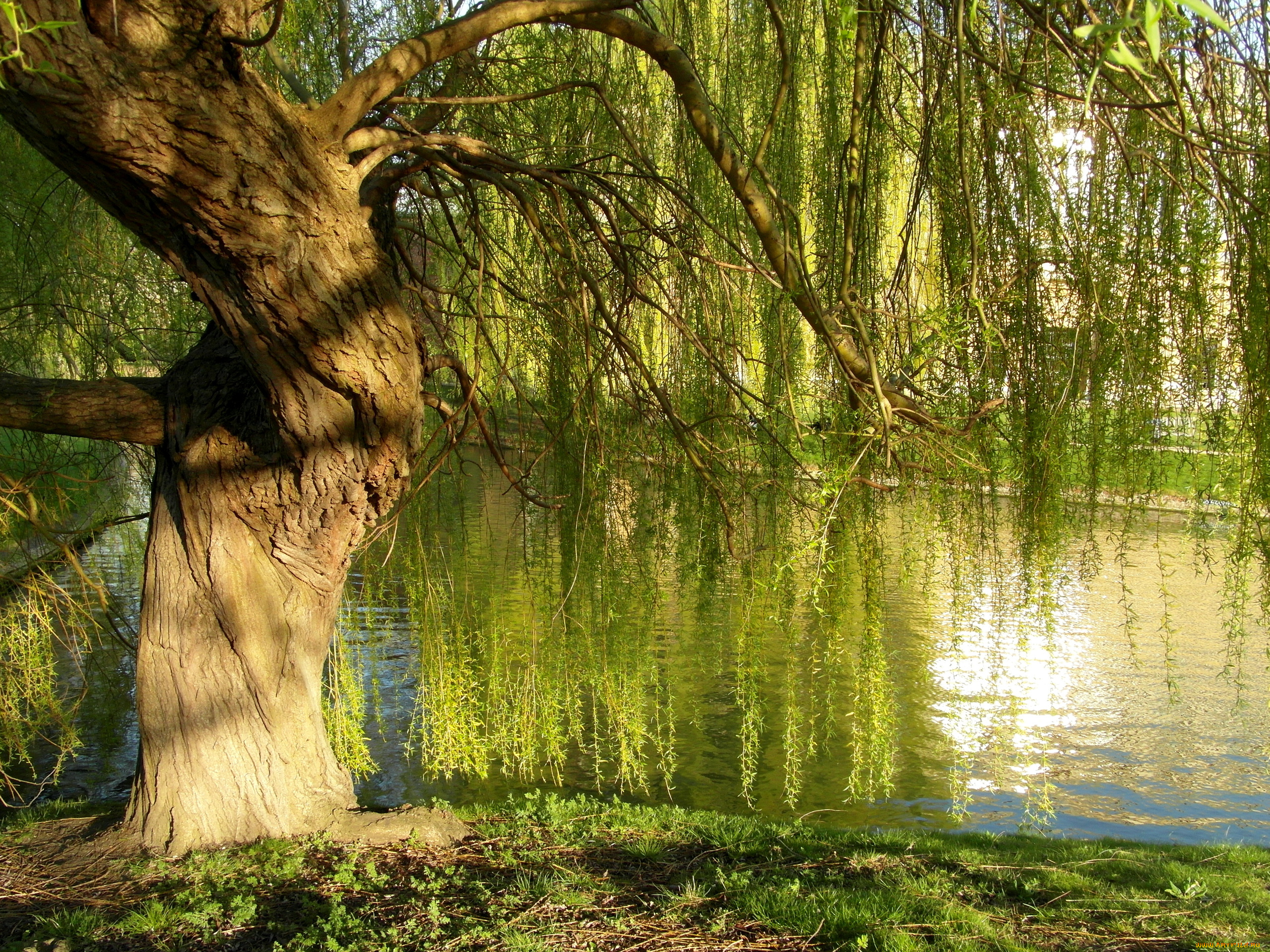 abel, tasman, national, park, природа, реки, озера, река, деревья