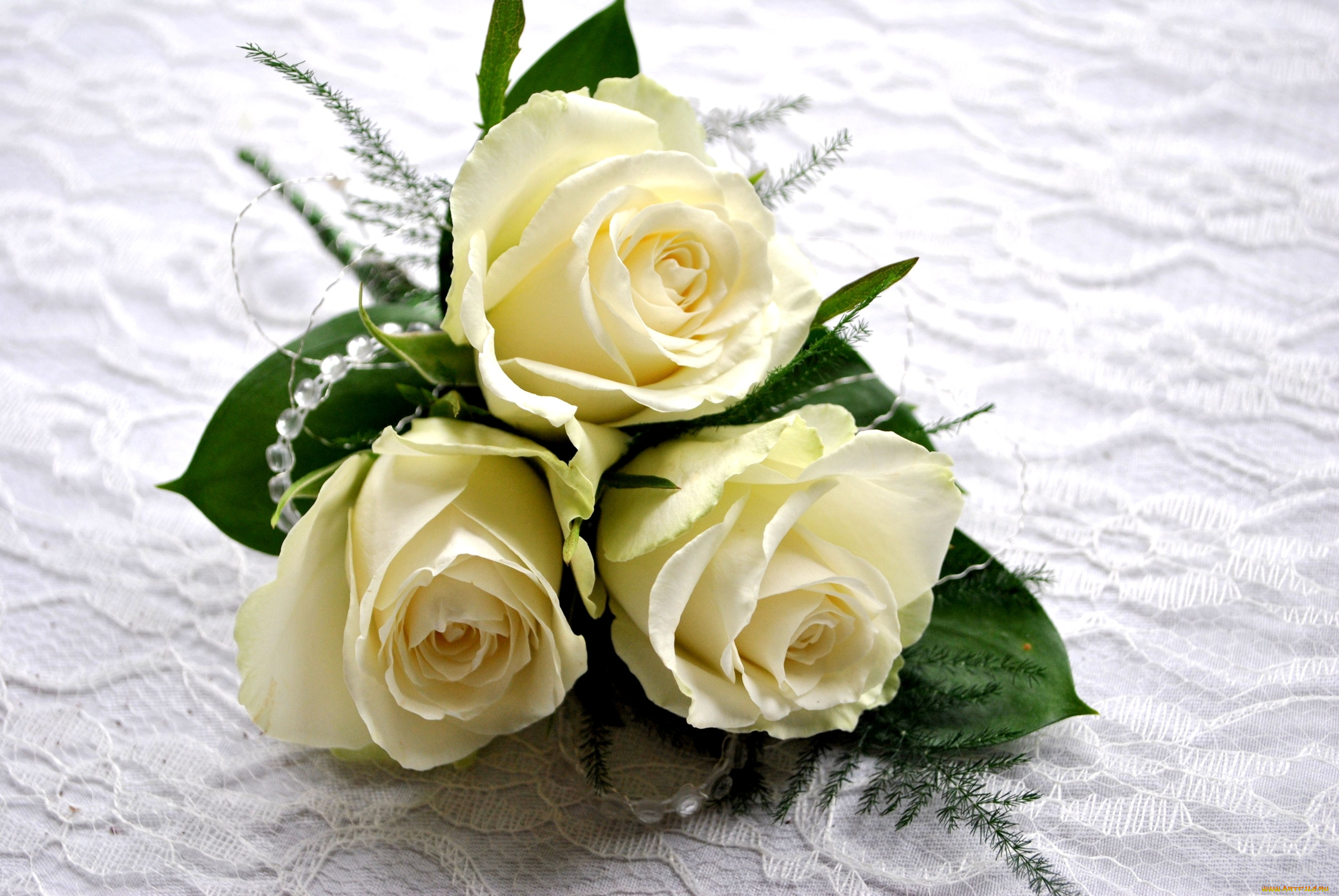 цветы, розы, кремовый