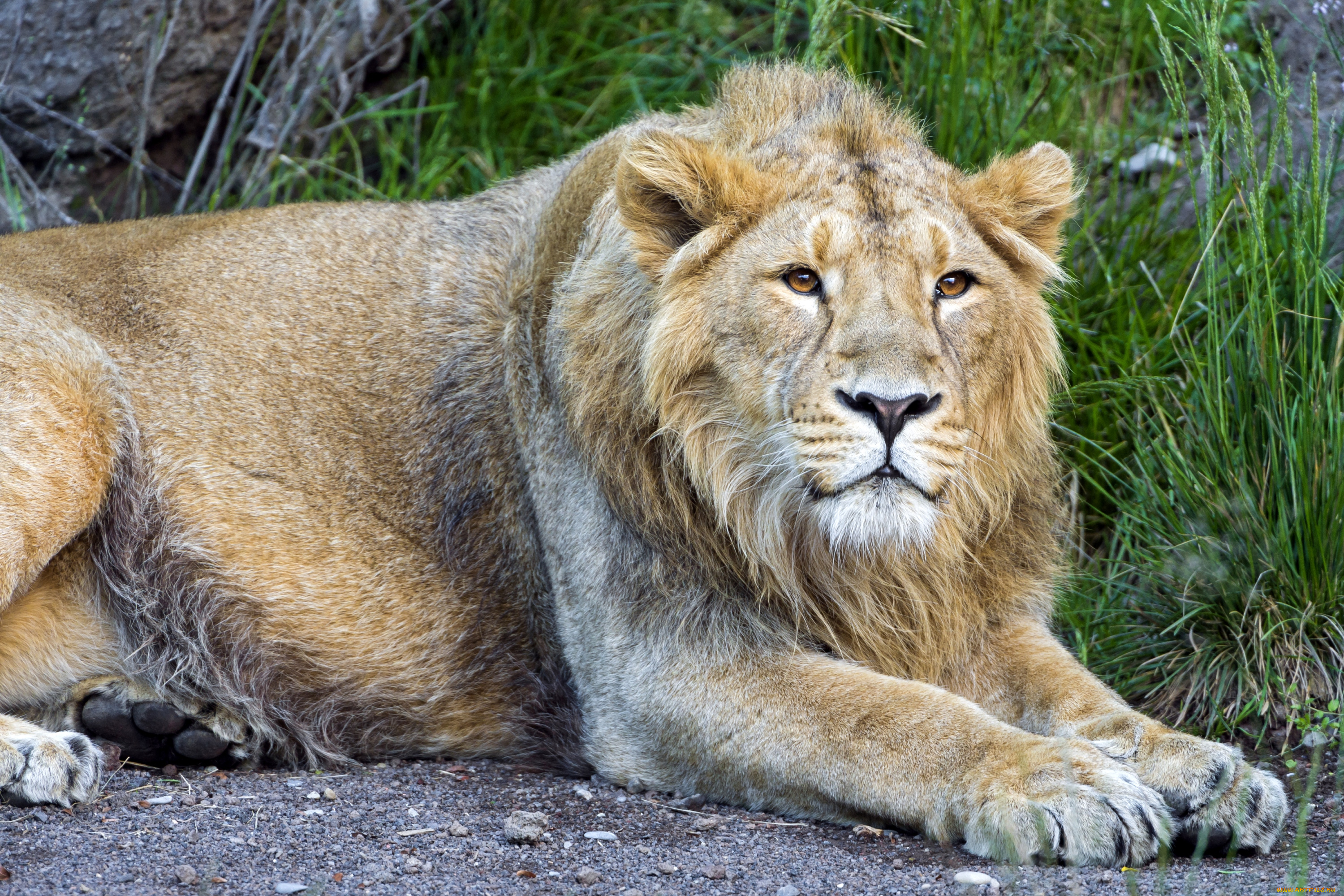 животные, львы, хищник
