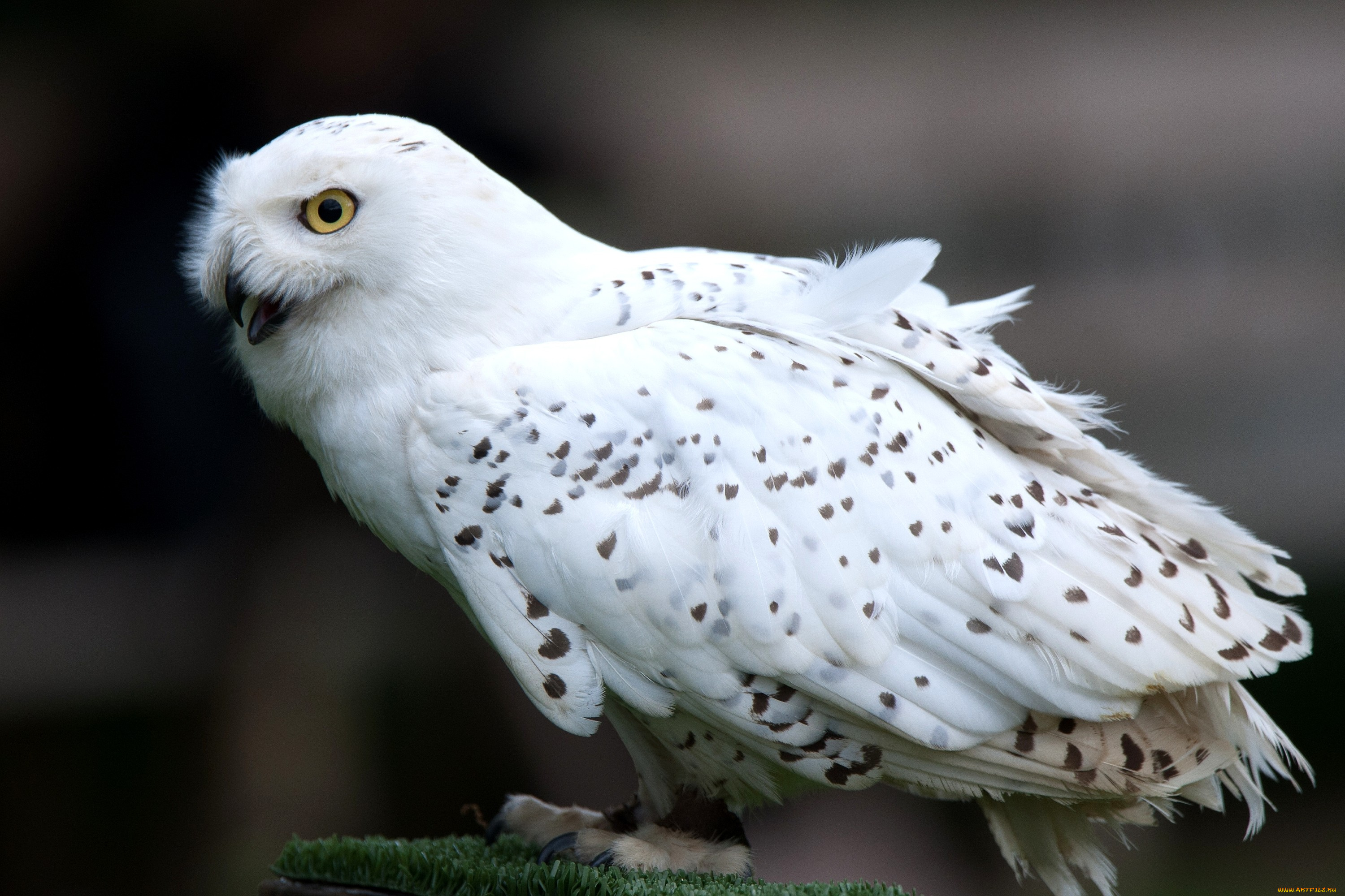 животные, совы, белый, хищник