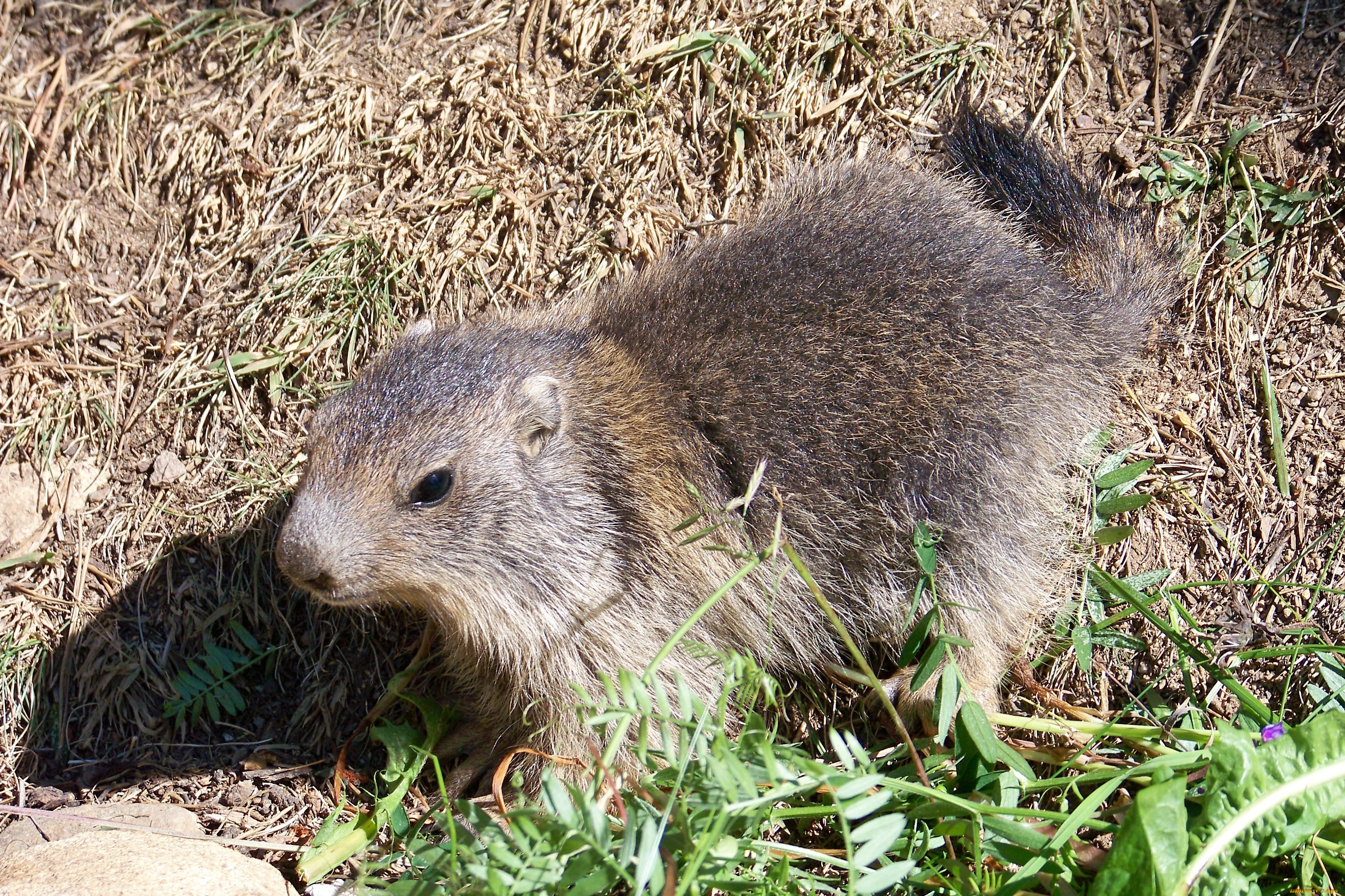 животные, другое, france, animals, marmotte