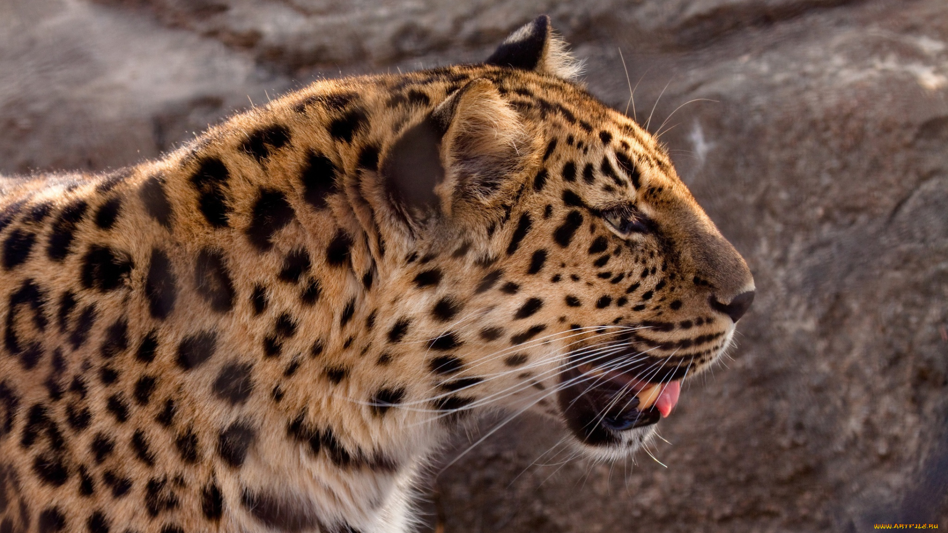 crystal, lynn, photos, животные, леопарды, морда, амурский, леопард