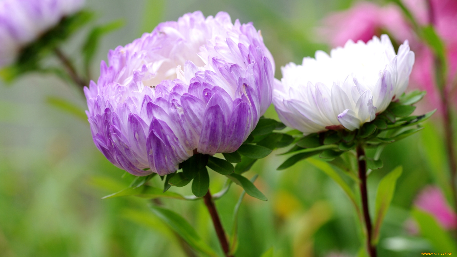 цветы, астры, бутоны