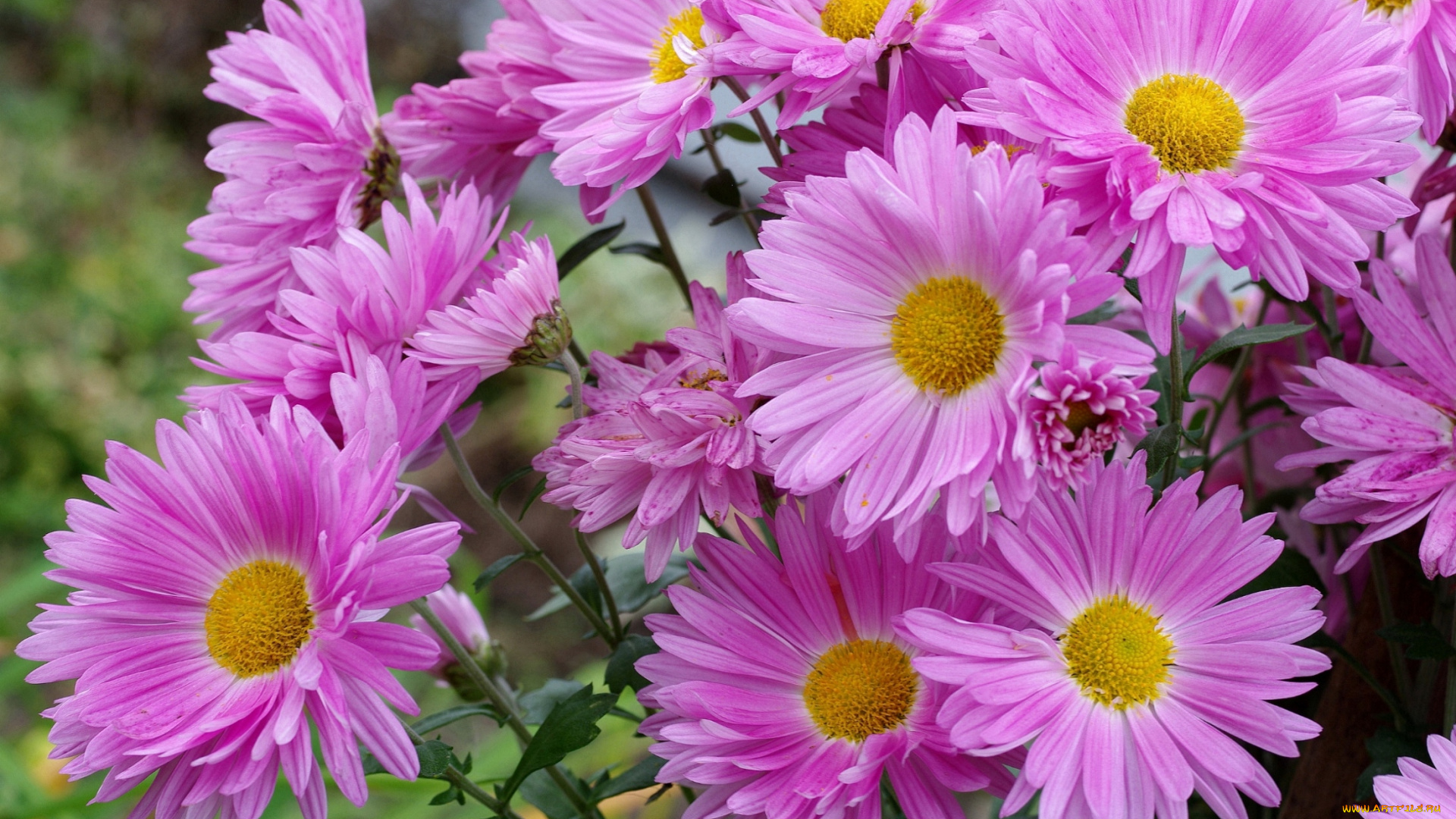 цветы, астры, татарская, астра