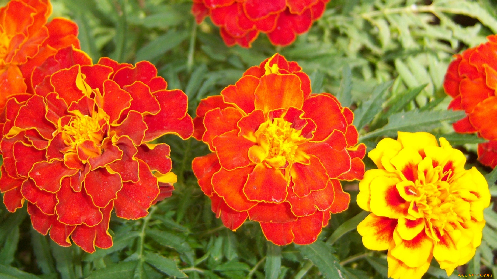 цветы, бархатцы