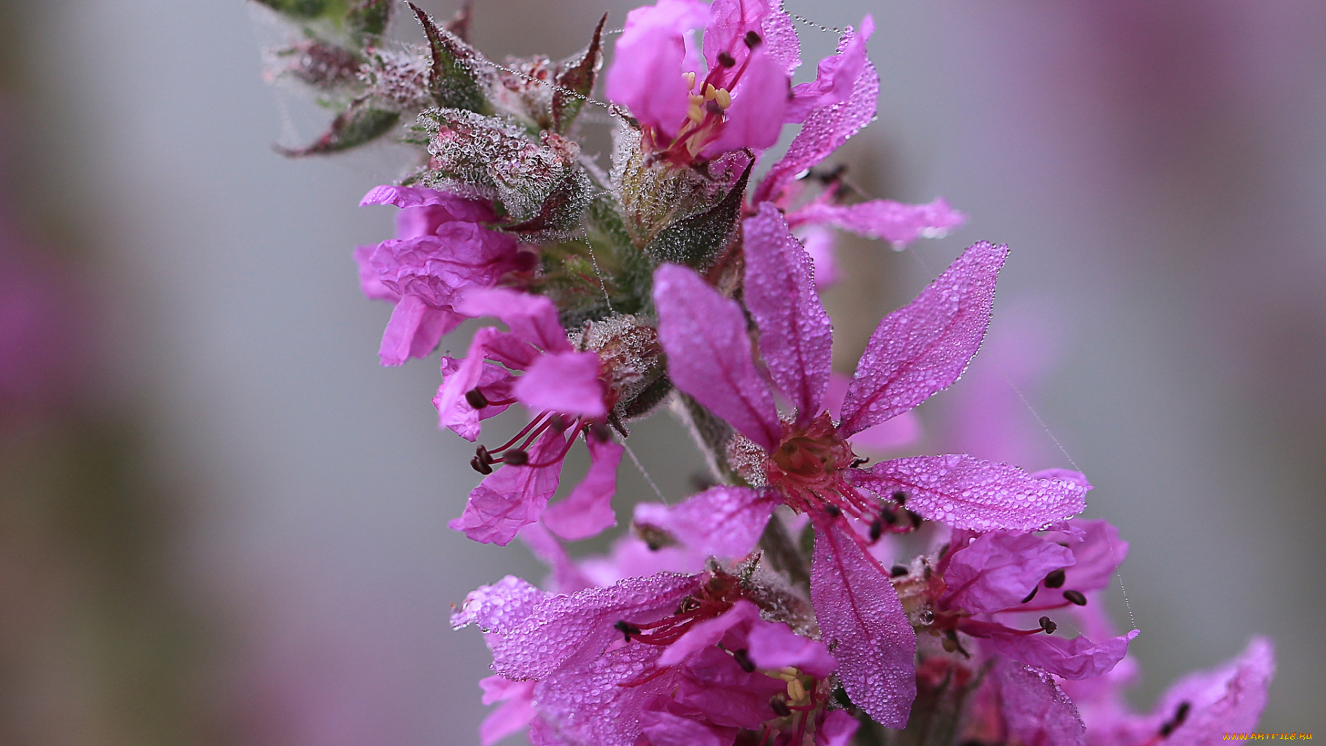 цветы, цветок, капли, роса, паутинка
