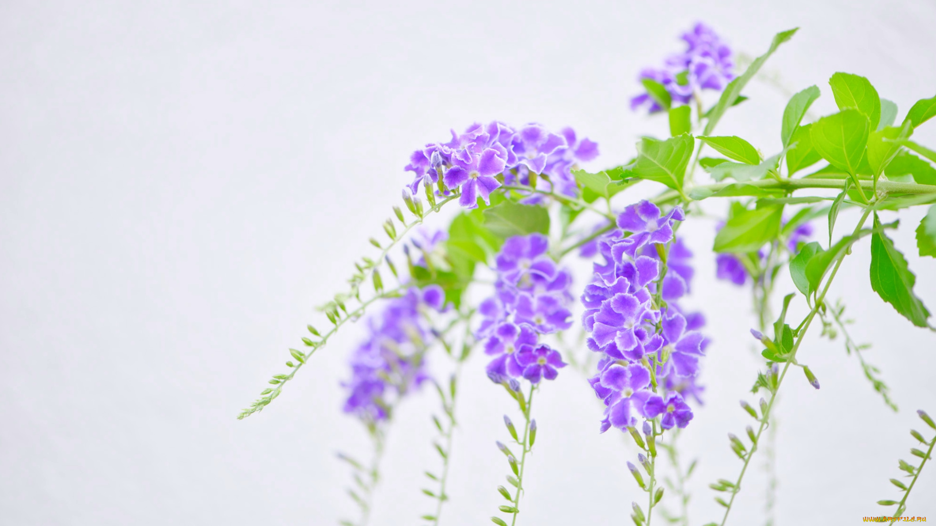 цветы, дуранта, экзотика