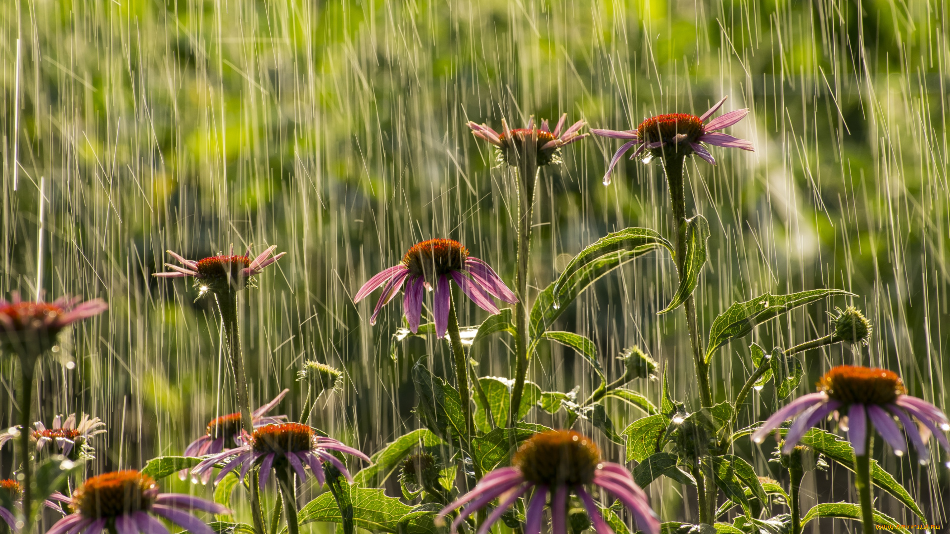 цветы, эхинацея, дождь