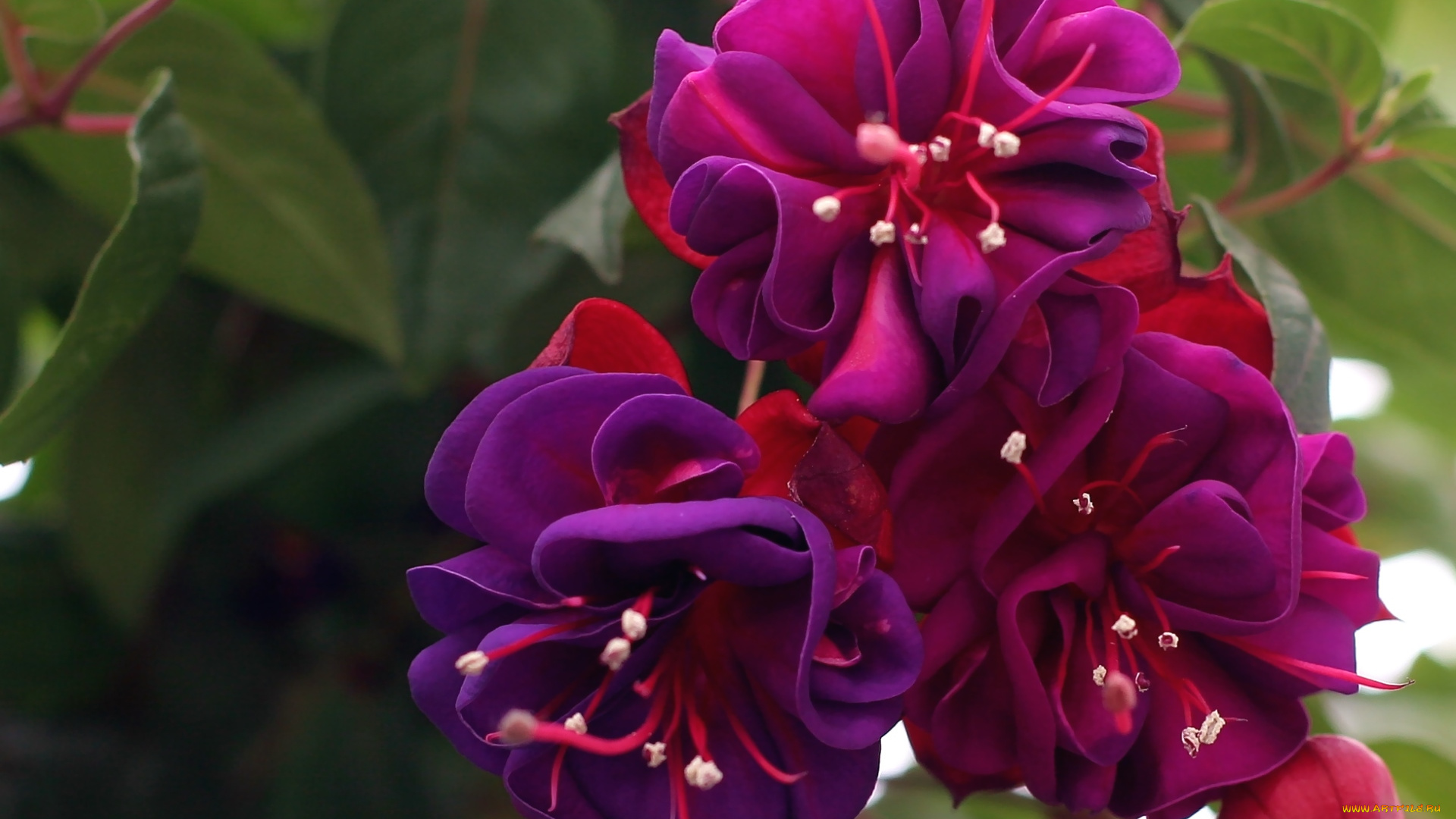 цветы, фуксия, лиловый