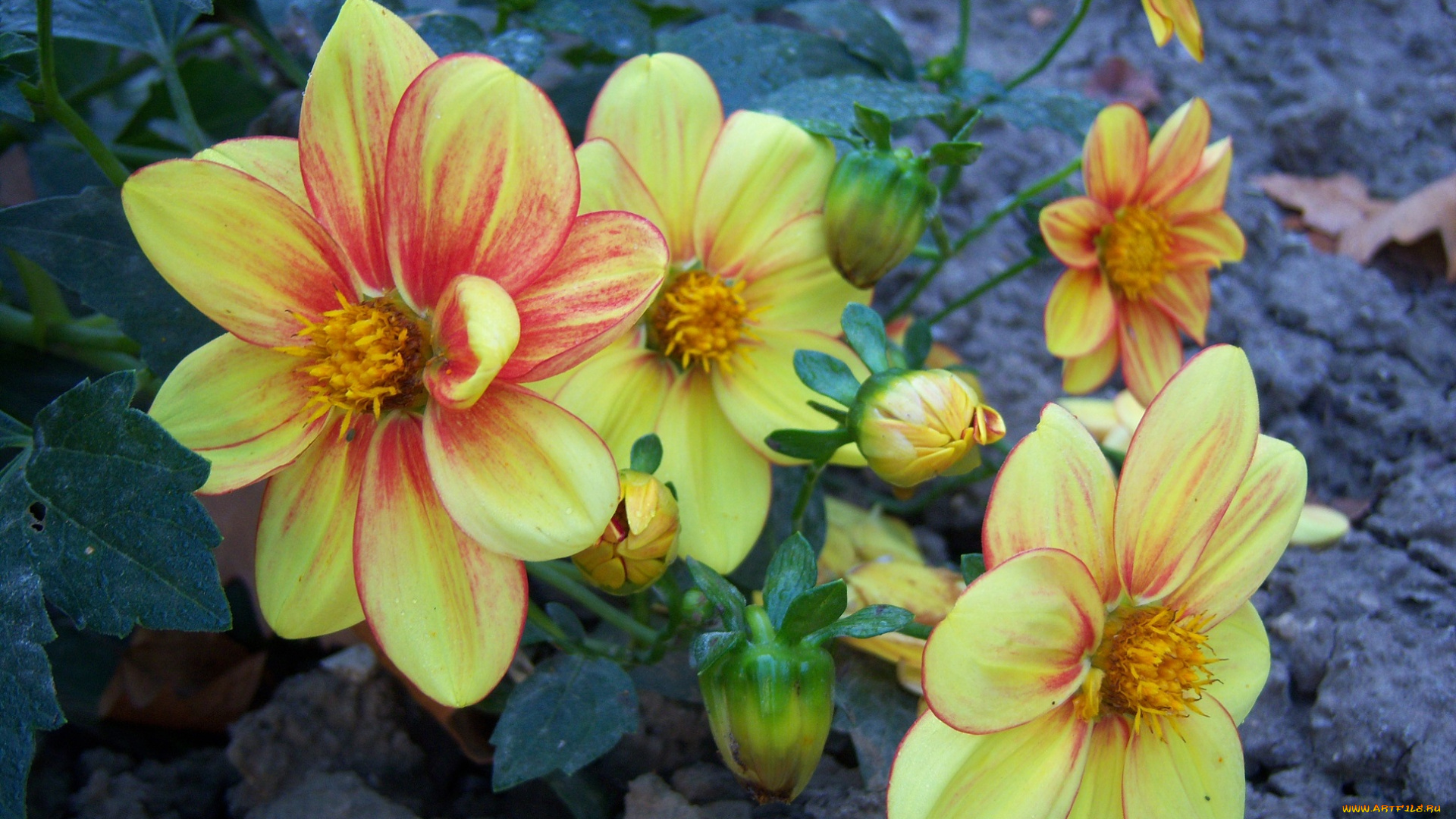 цветы, георгины