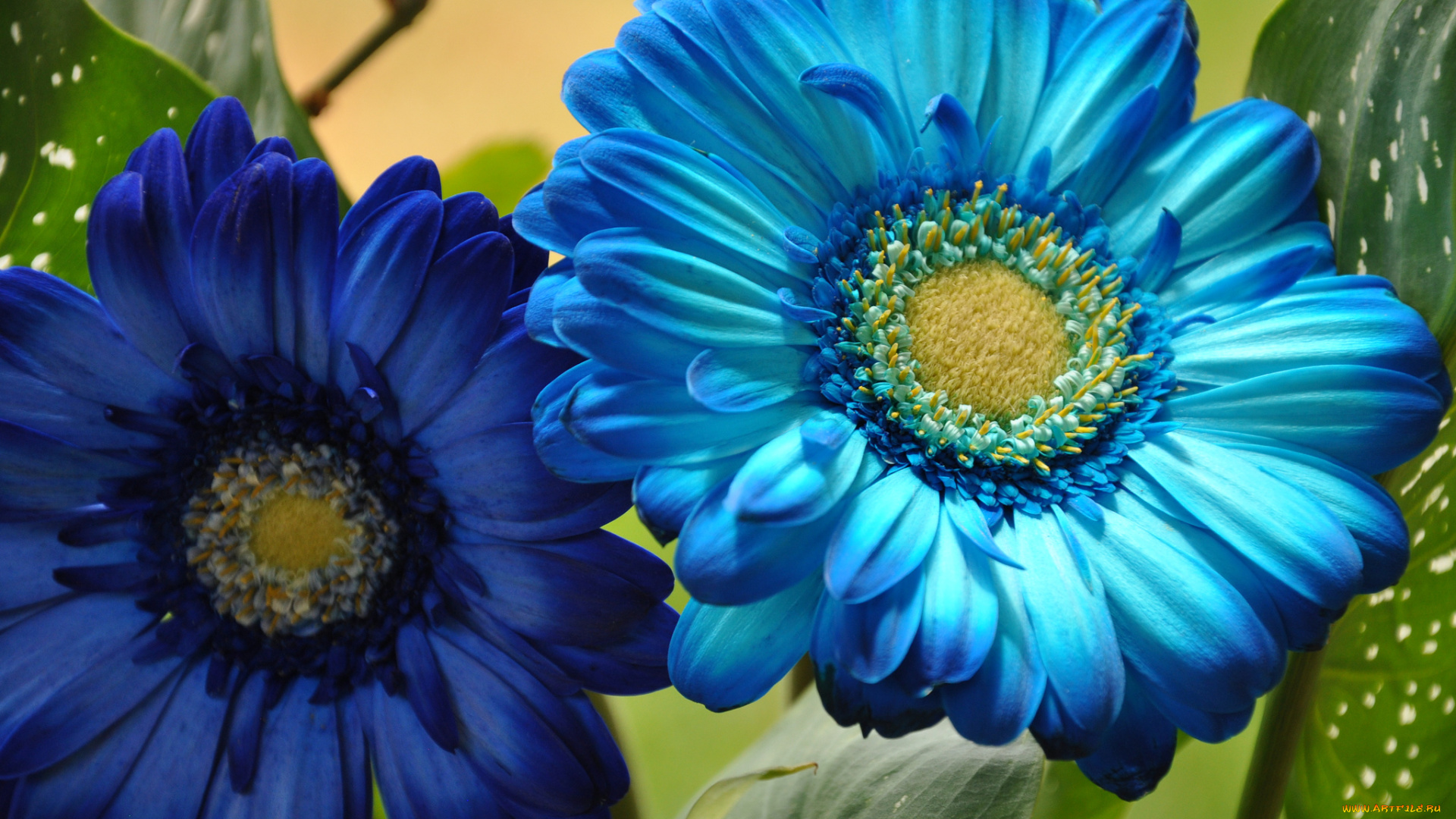 цветы, герберы, лепестки, тычинки