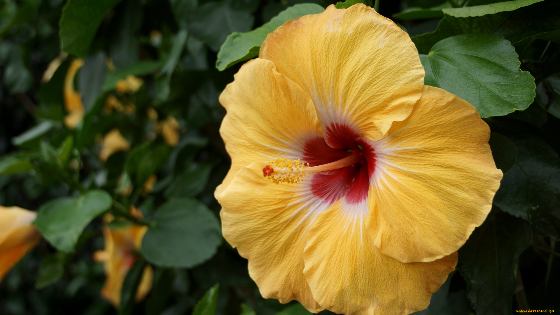 цветы, гибискусы, желтый