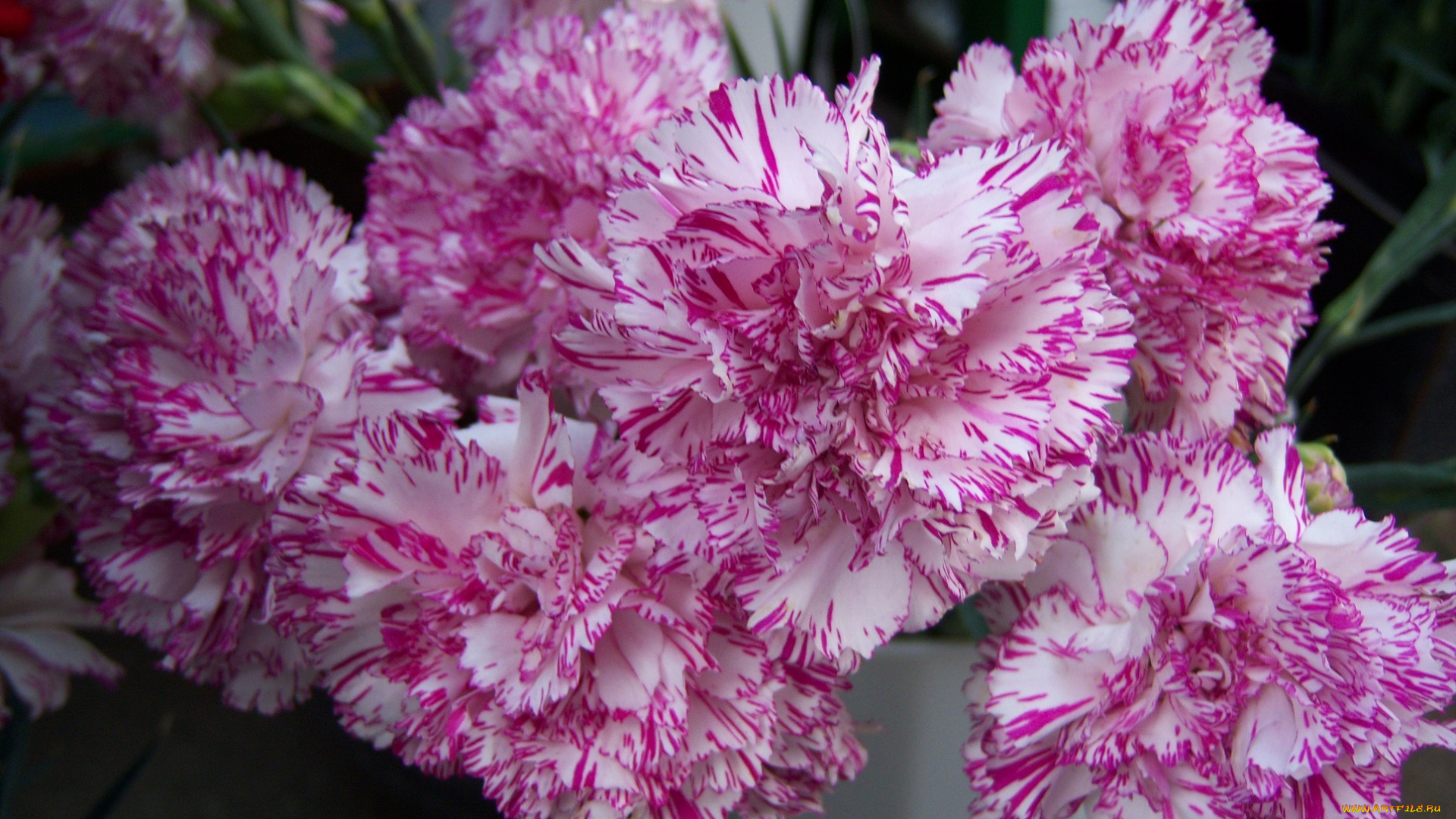 цветы, гвоздики