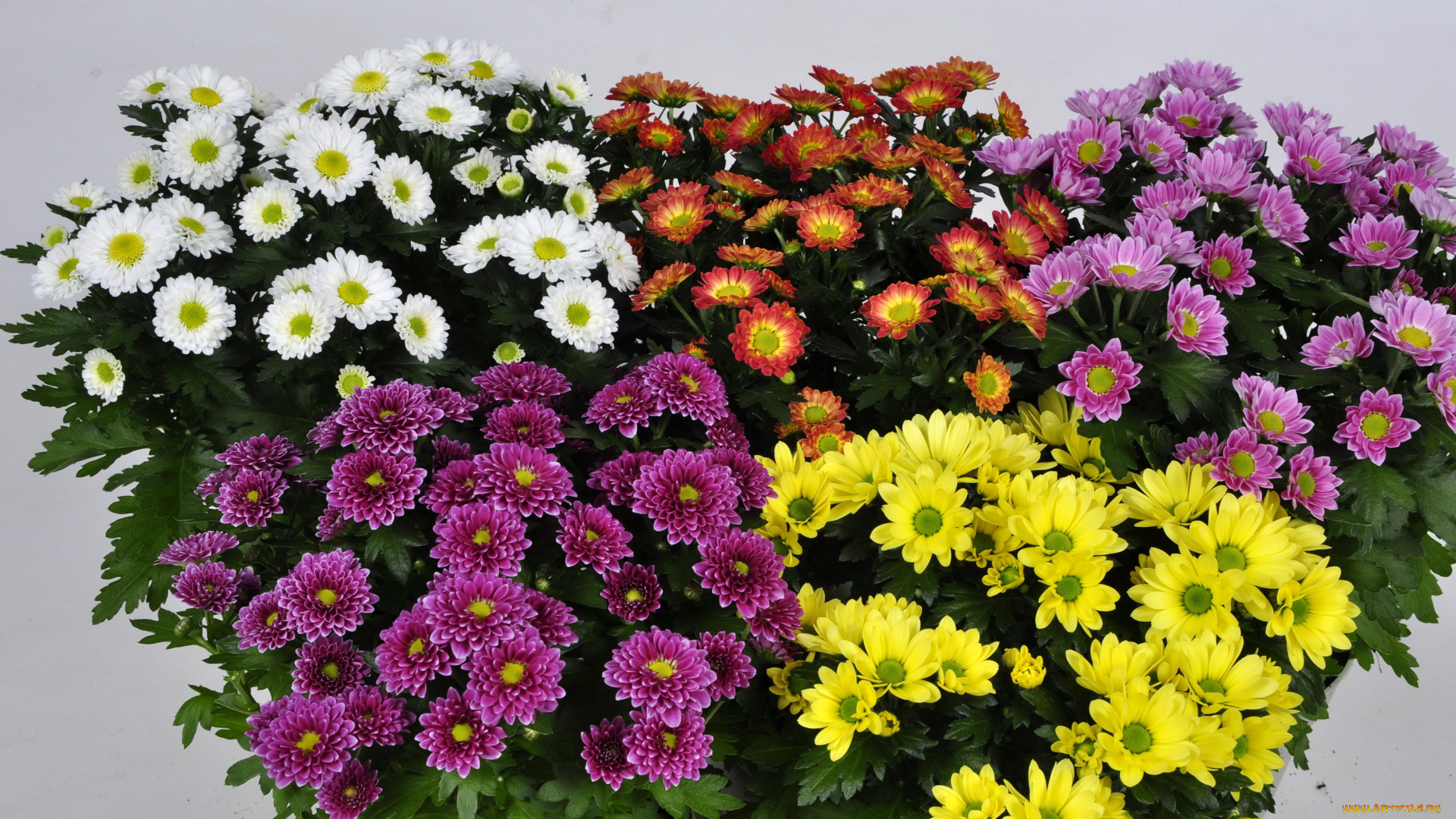 цветы, хризантемы, желты, красные, белые