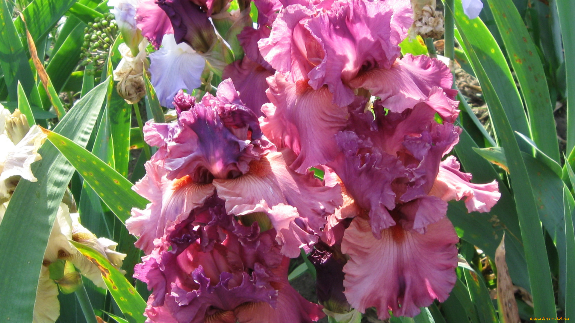 цветы, ирисы, сад