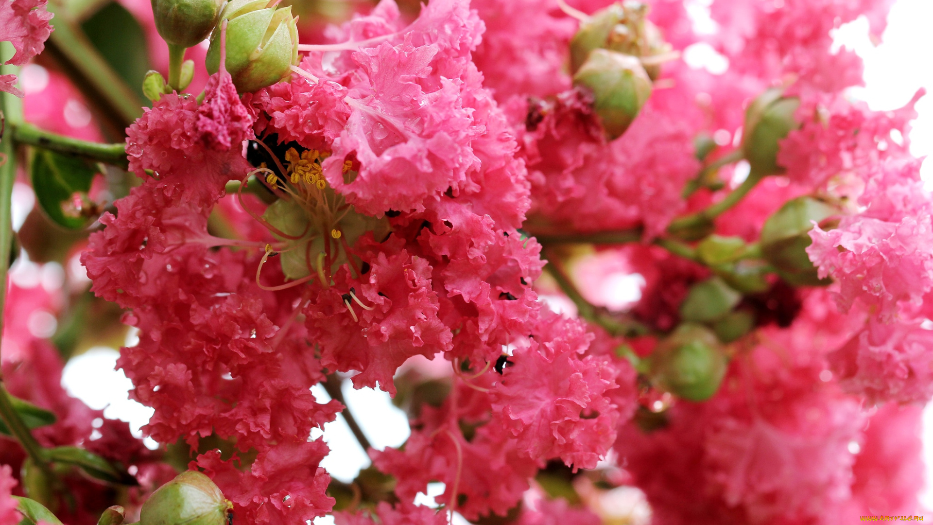 цветы, лагерстрёмия, индийская, сирень