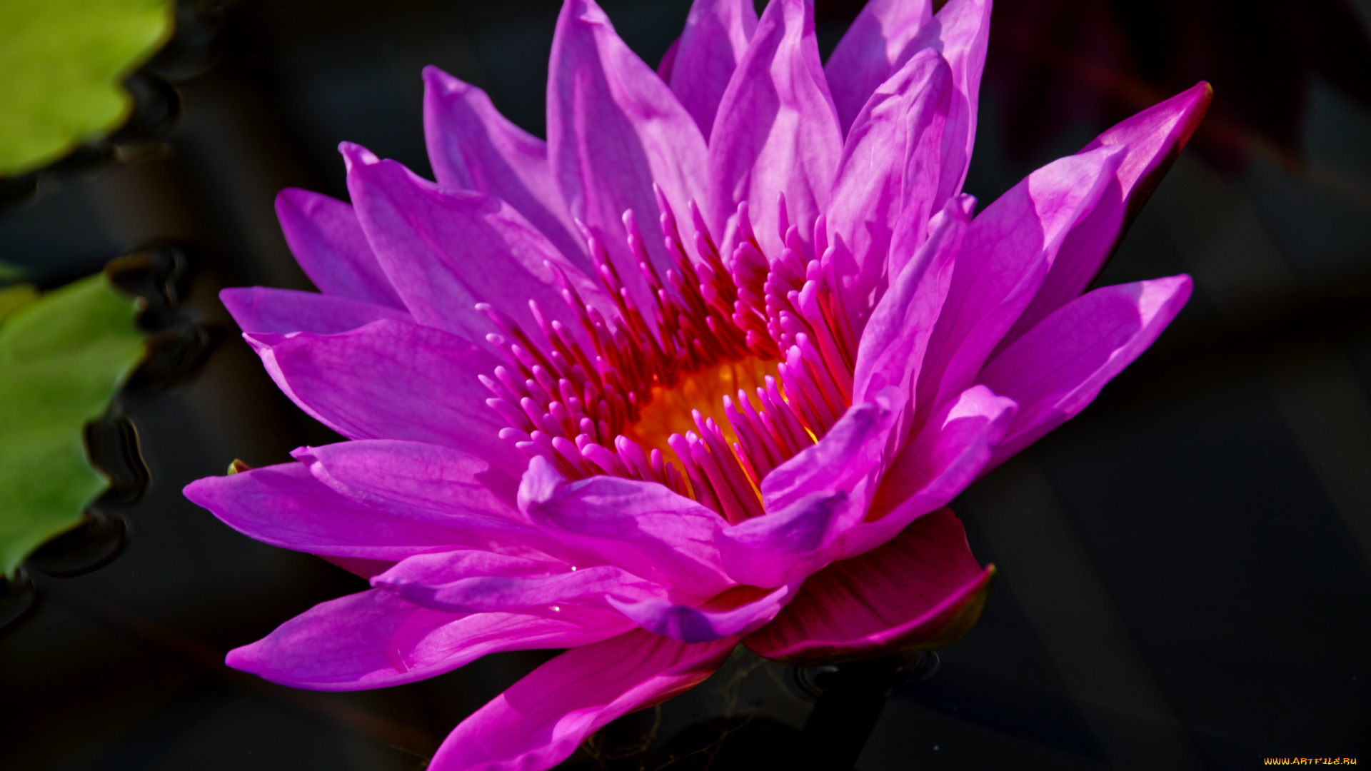 цветы, лилии, водяные, нимфеи, кувшинки, нимфея