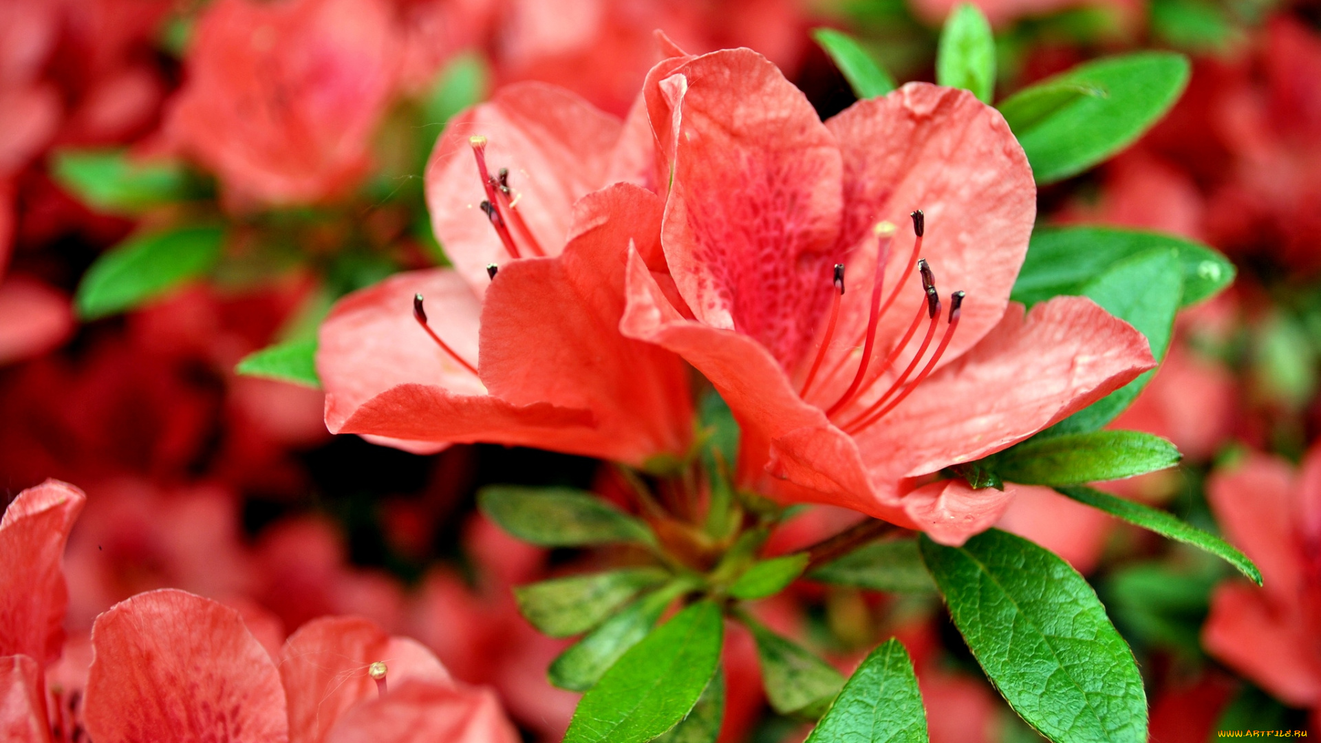 цветы, рододендроны, азалии, макро