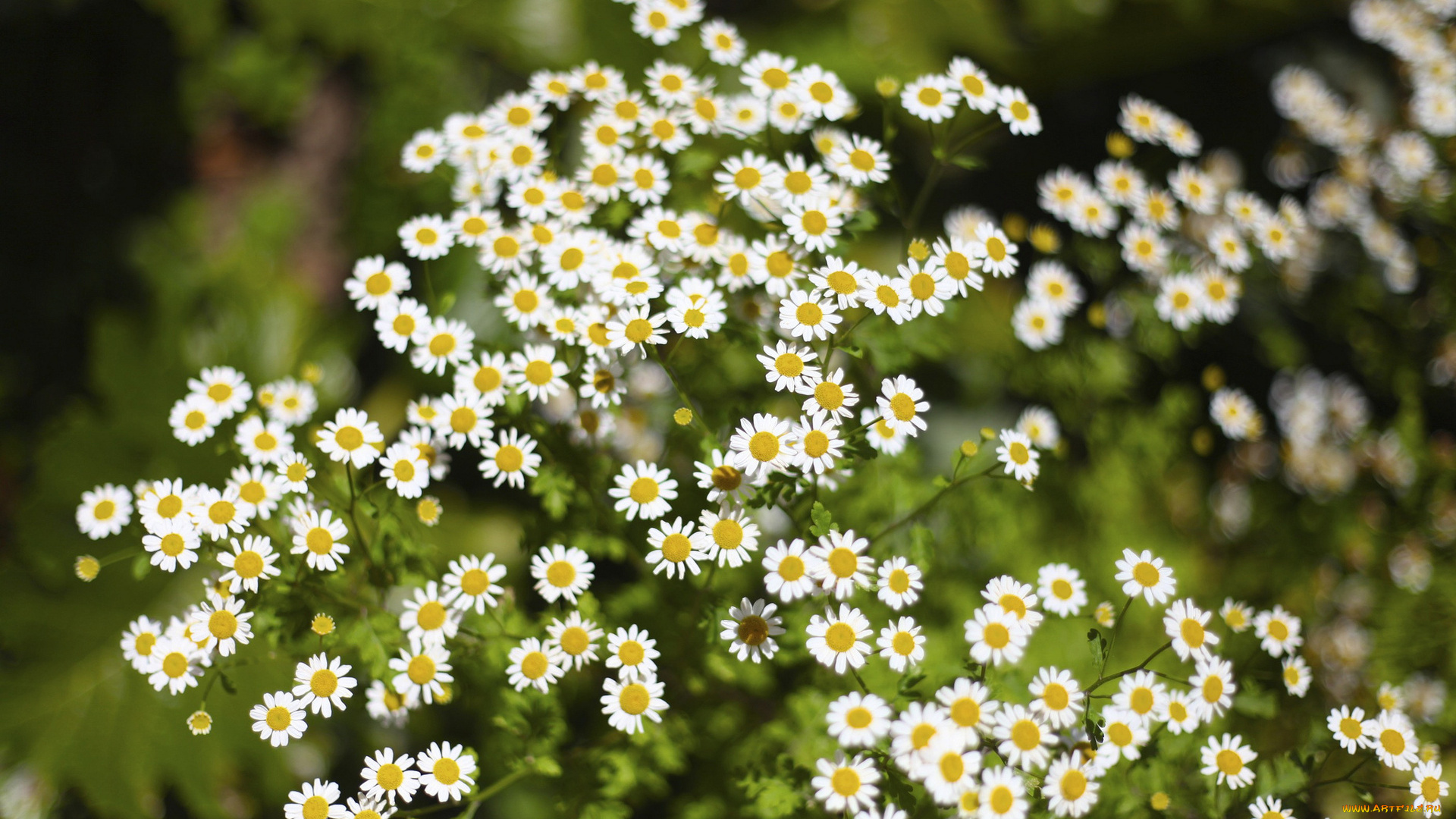 цветы, ромашки, трава, зелень, размытость