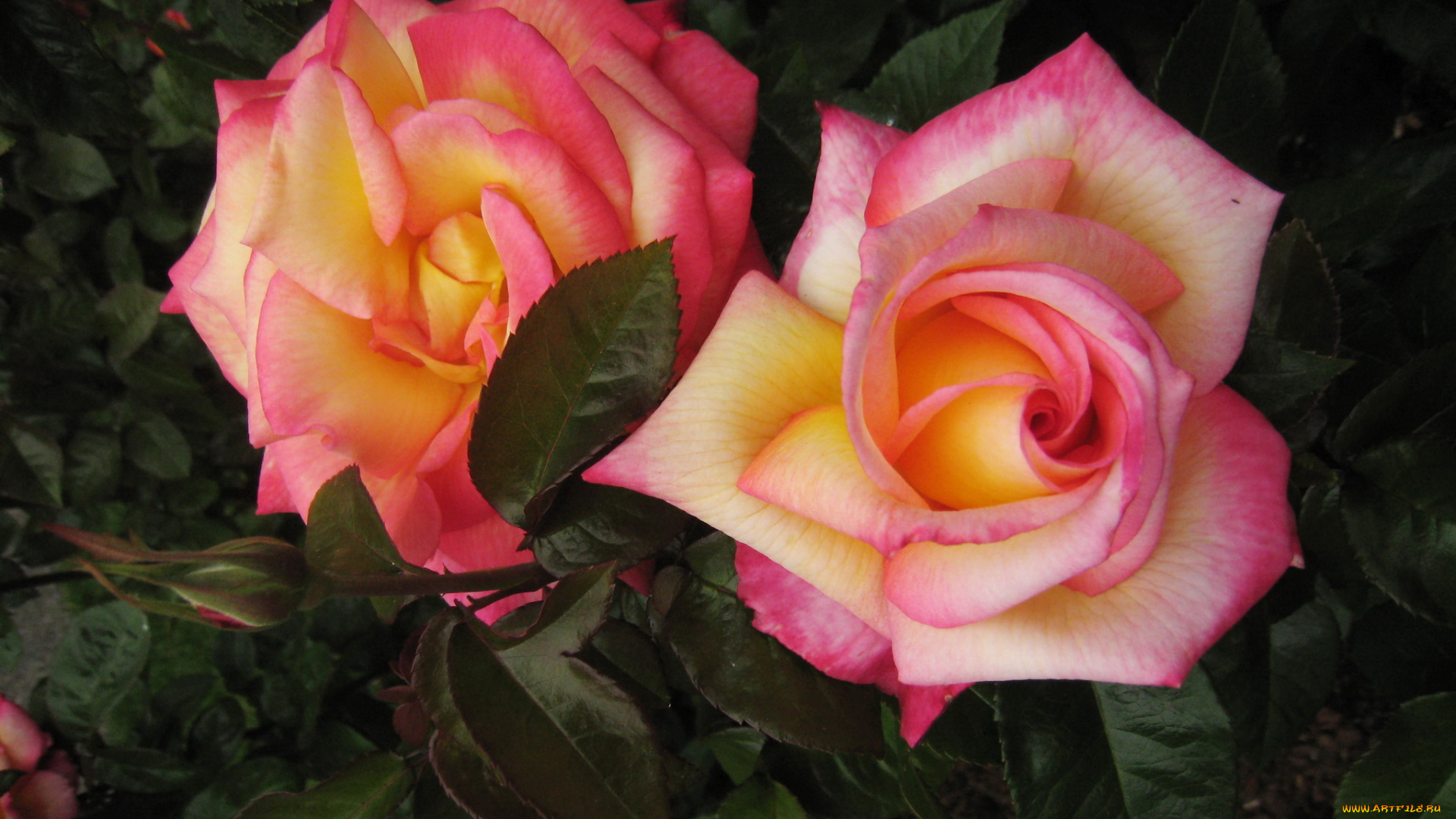 цветы, розы