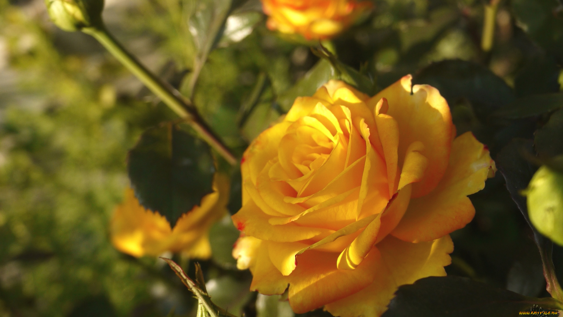 цветы, розы, желтый