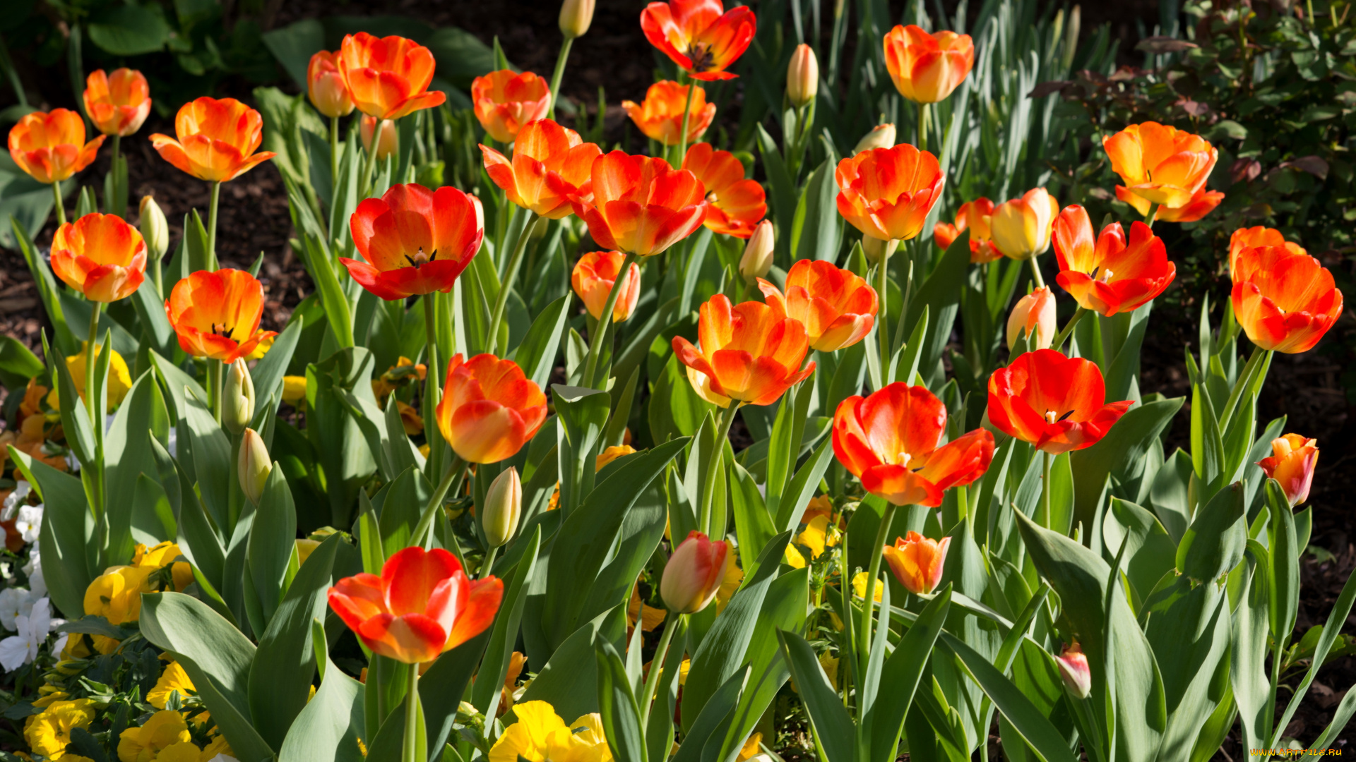 цветы, тюльпаны, сад