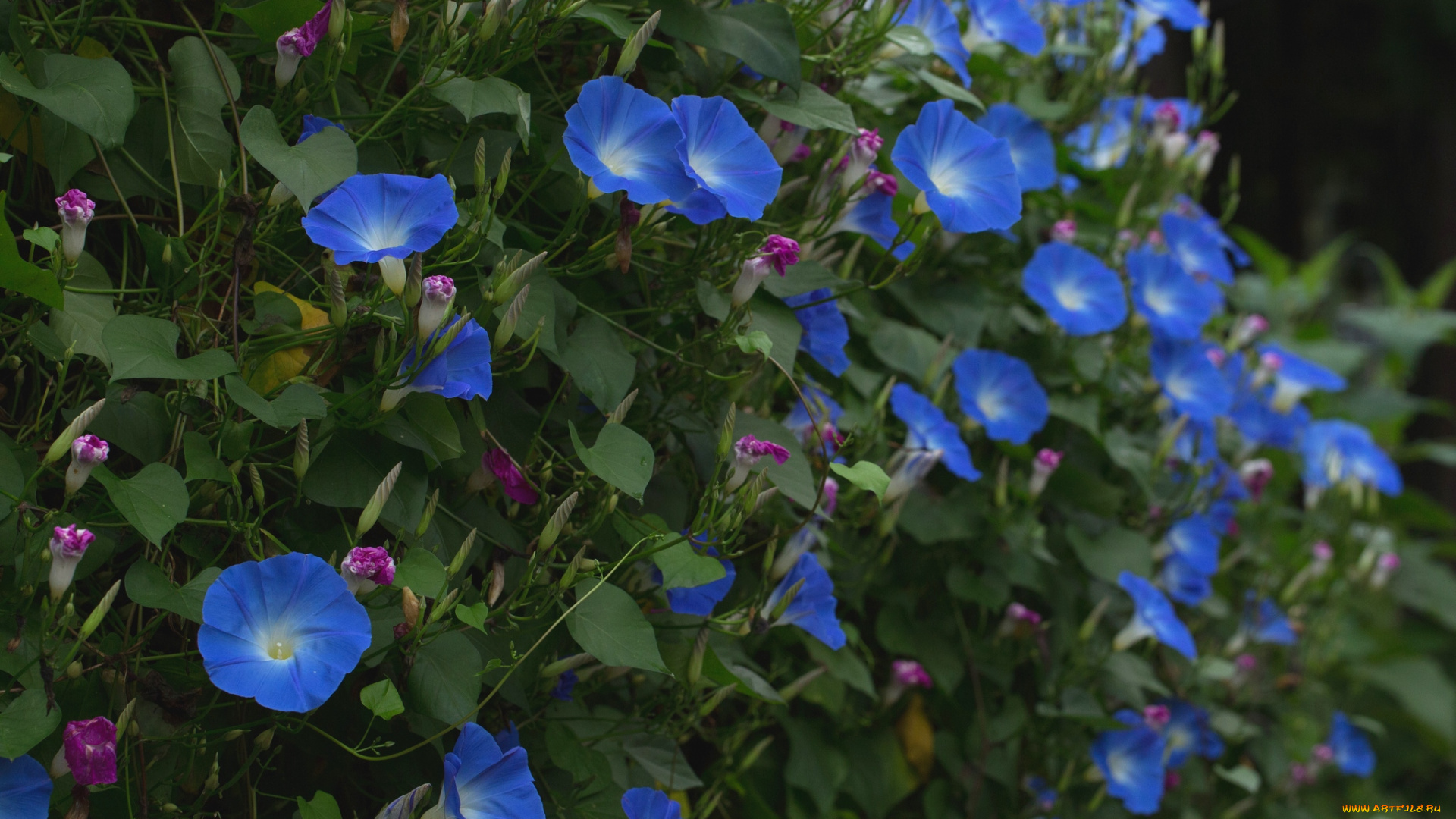 цветы, вьюнки, ипомеи, ипомея