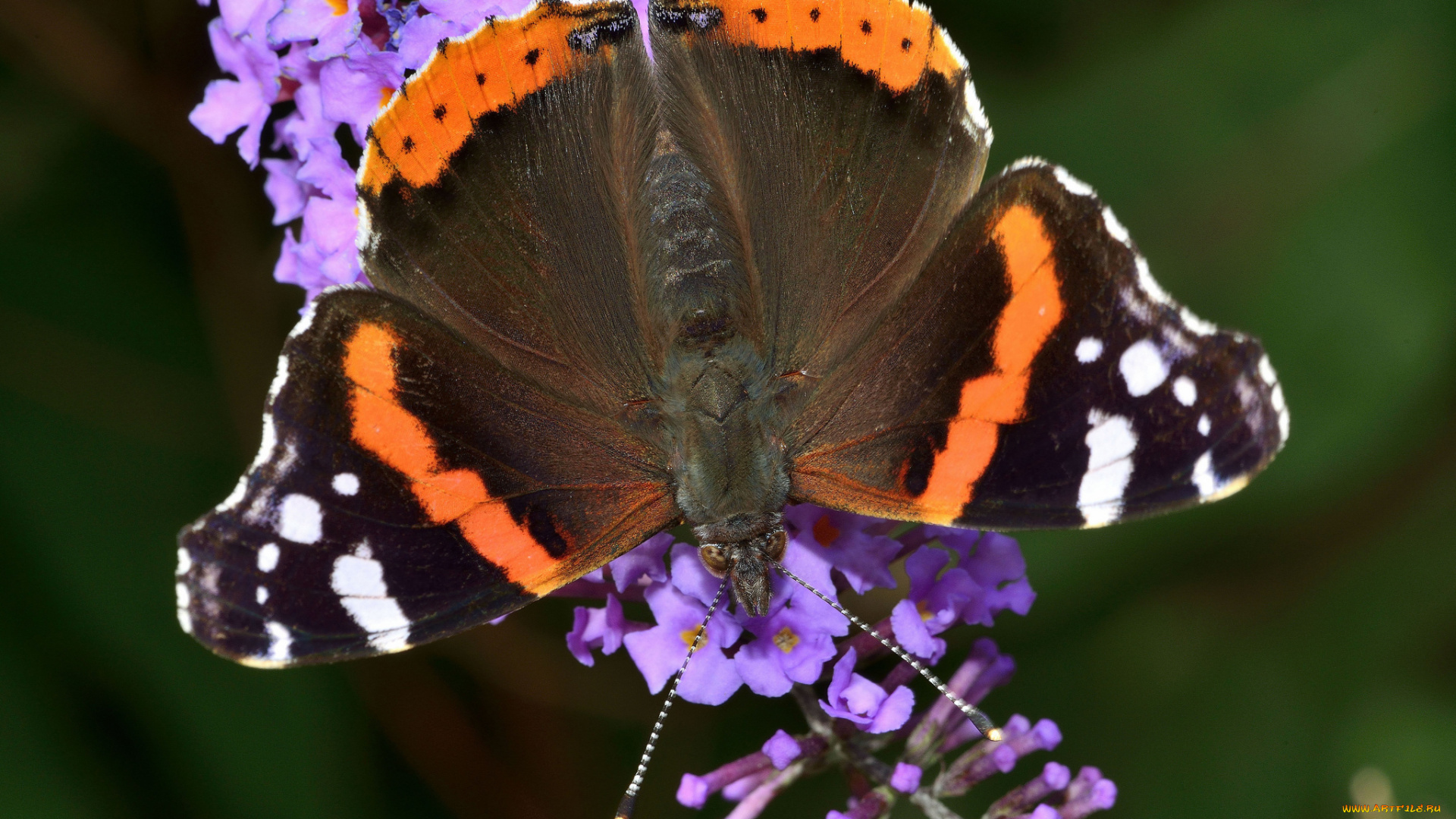 vanessa, atalanta, животные, бабочки, бабочка, цветок