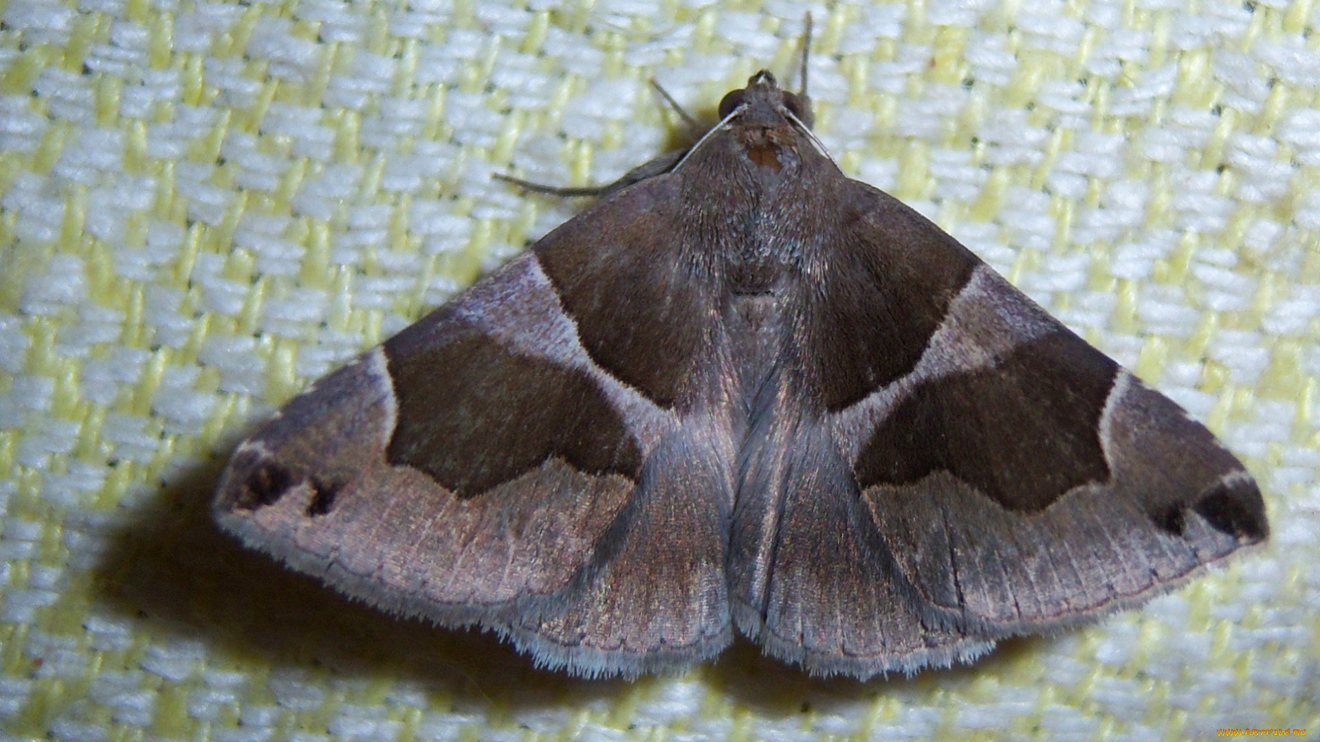 животные, бабочки