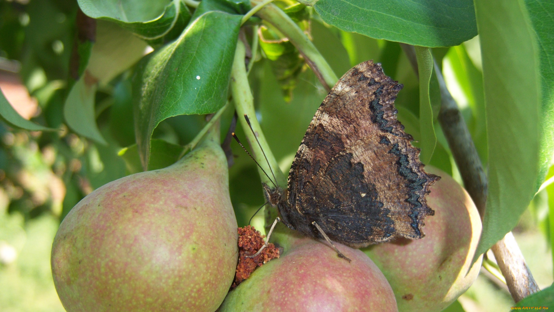 животные, бабочки