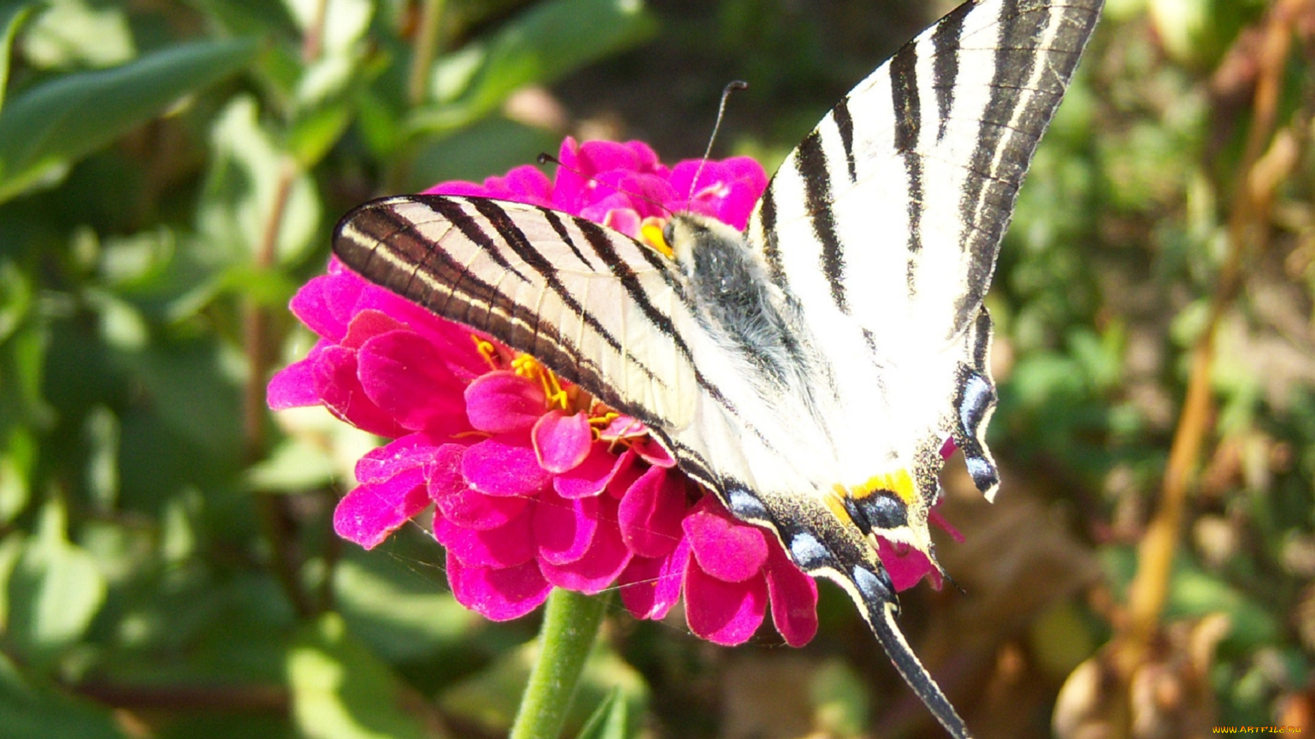 животные, бабочки