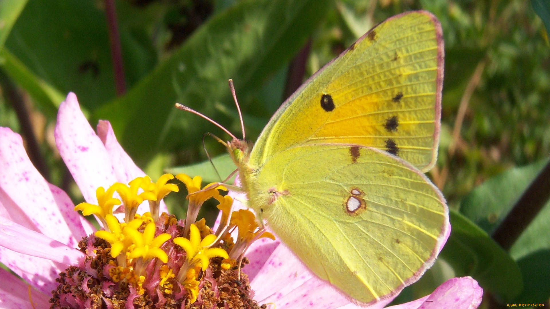 животные, бабочки