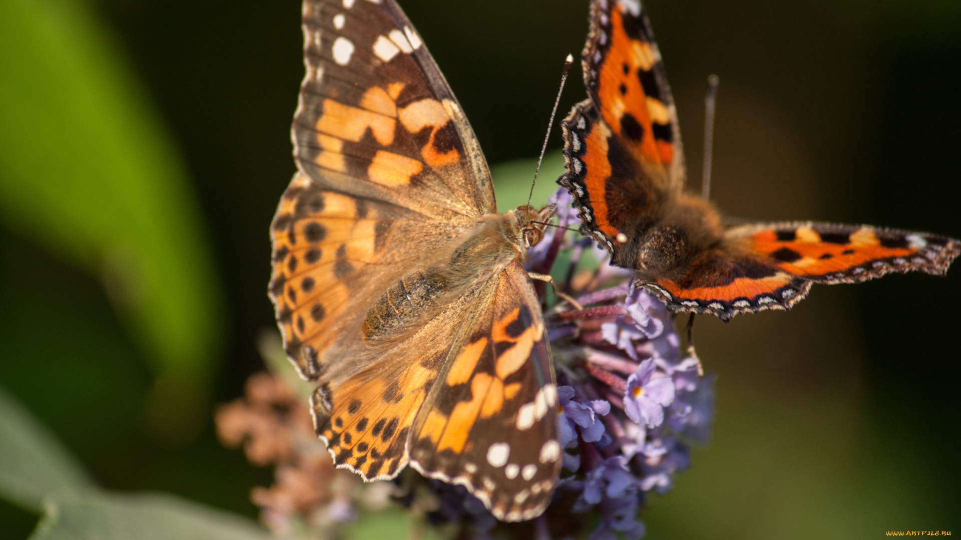 животные, бабочки, цветок