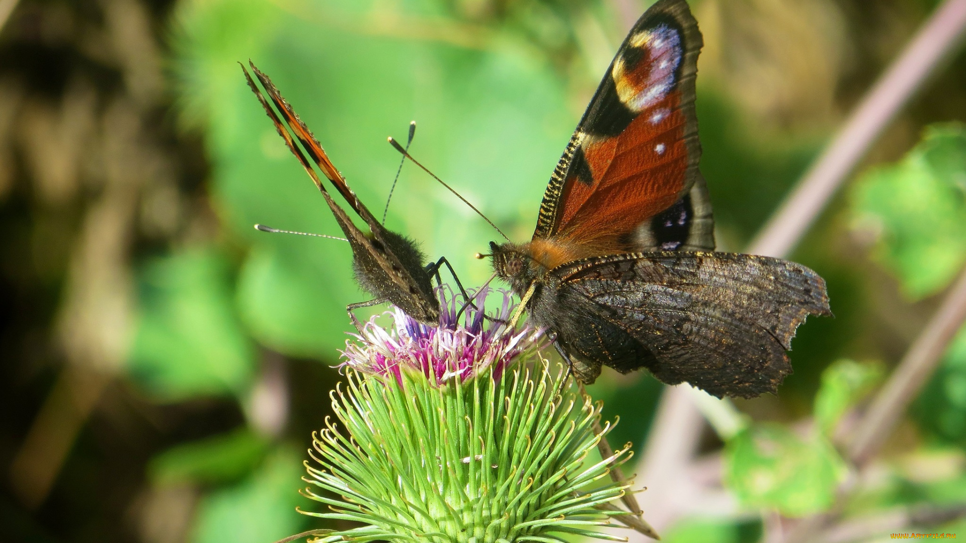 животные, бабочки, цветок