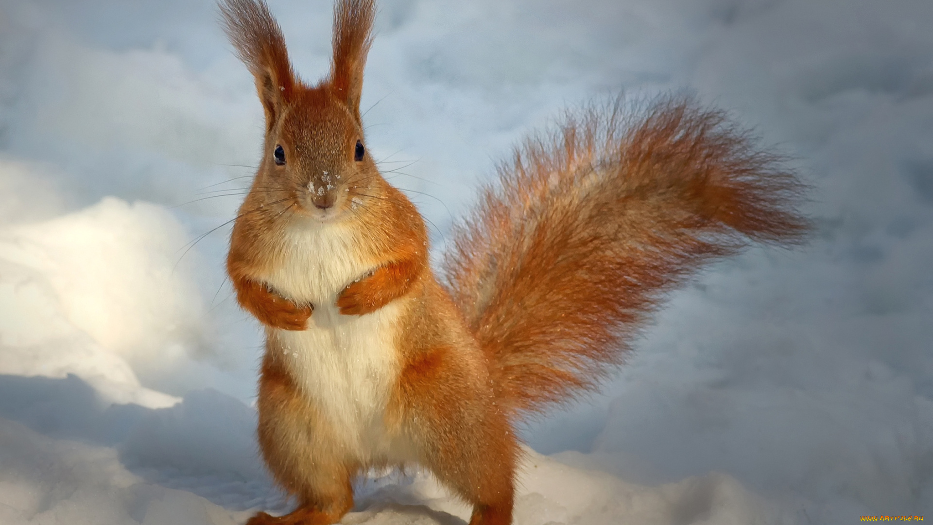 животные, белки, стойка