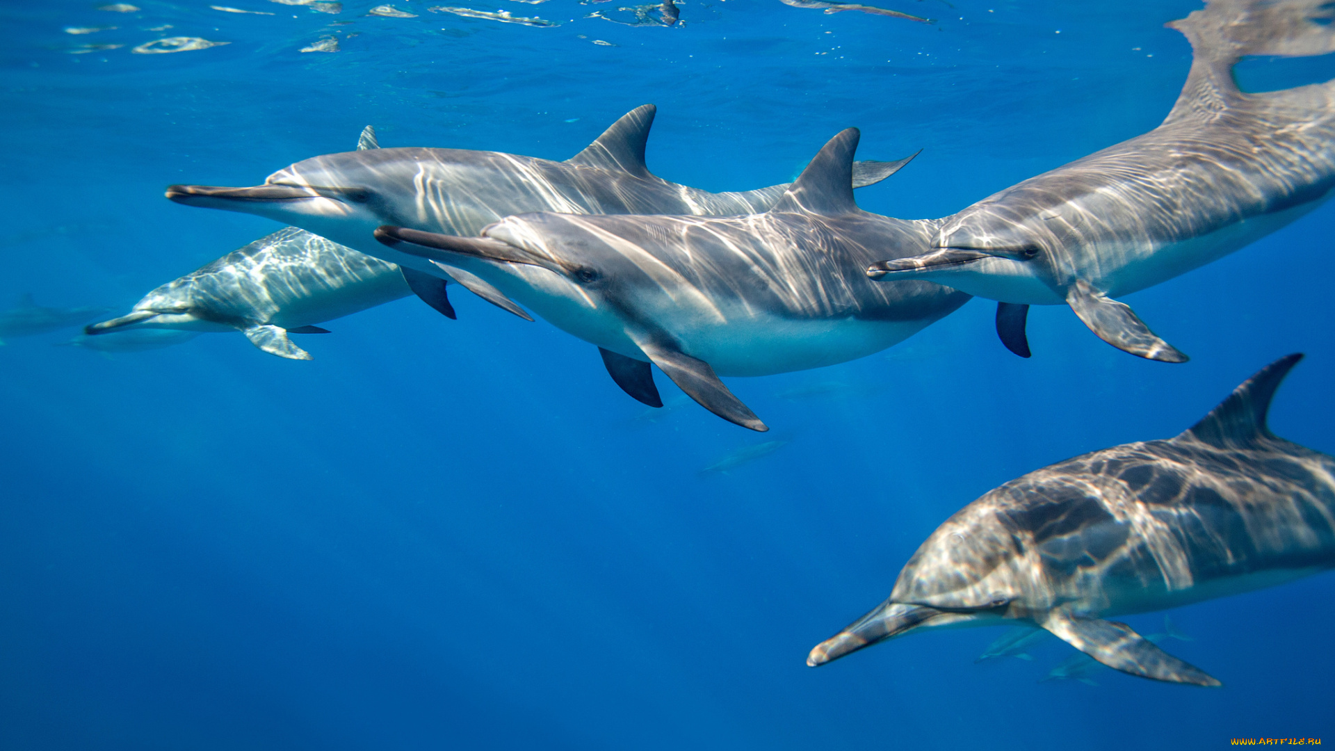 животные, дельфины, океан, стая