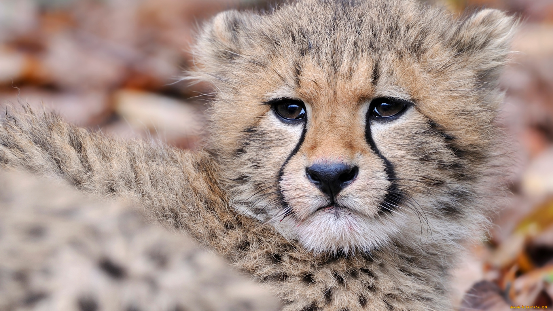 животные, гепарды, детеныш