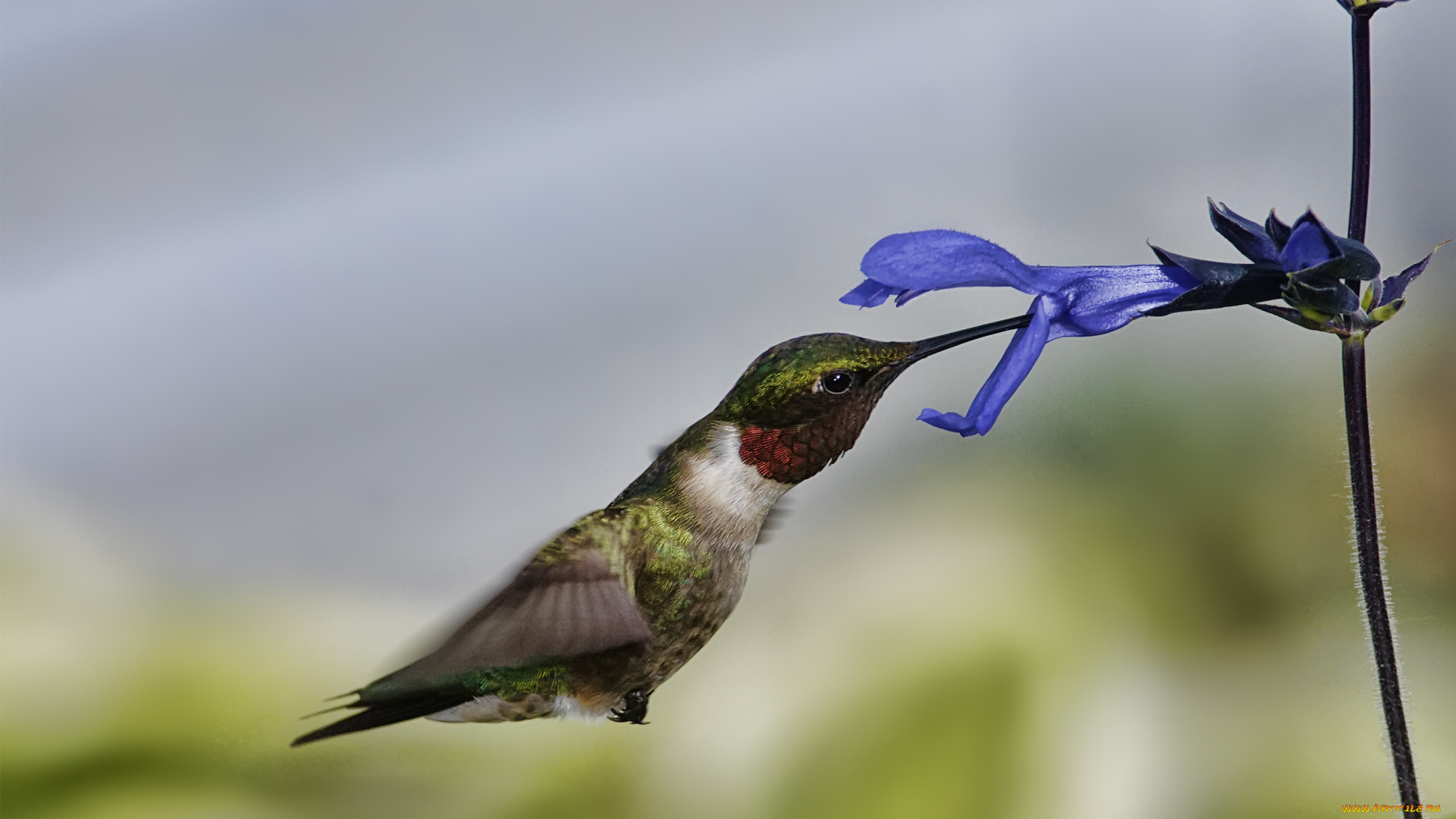 животные, колибри, полет, цветок, макро