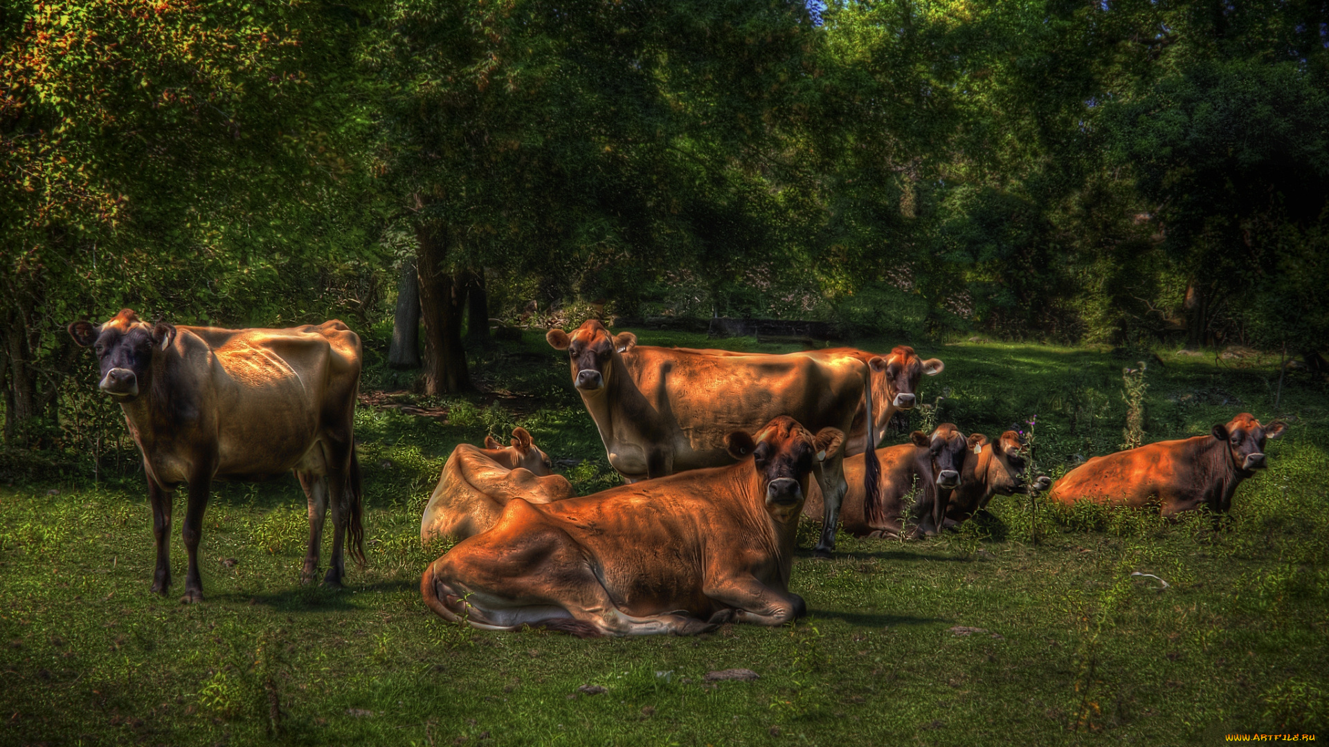 животные, коровы, буйволы, лес, поляна, трава