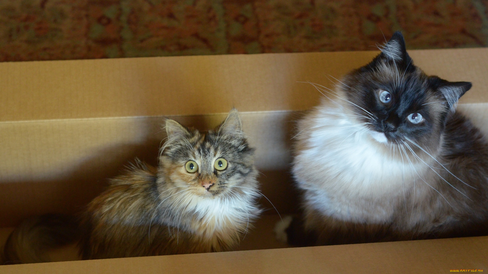 животные, коты, две, кошки